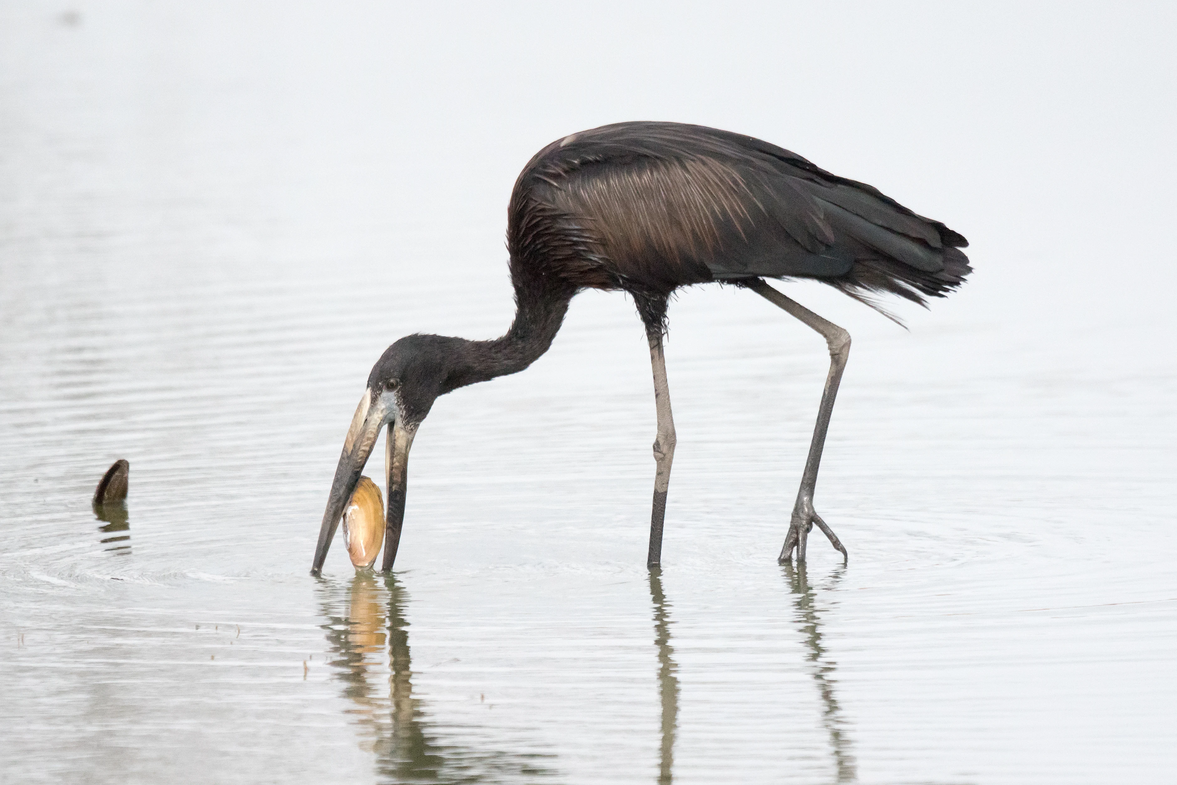 African Openbill, Moremi Game Reserve, Botswana — photo by Jim Bennett