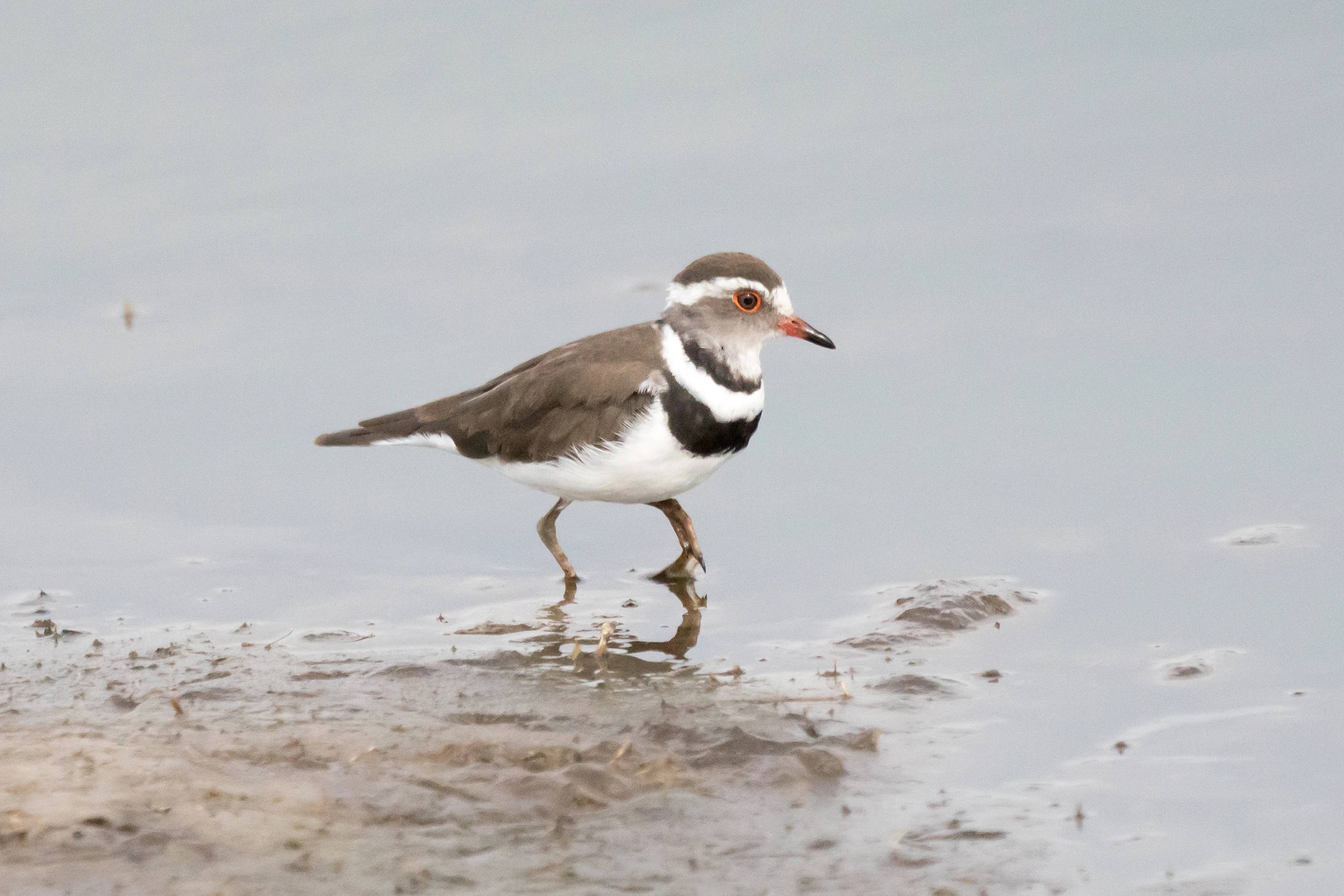 Three-banded Plover, Moremi Game Reserve, Botswana — photo by Jim Bennett