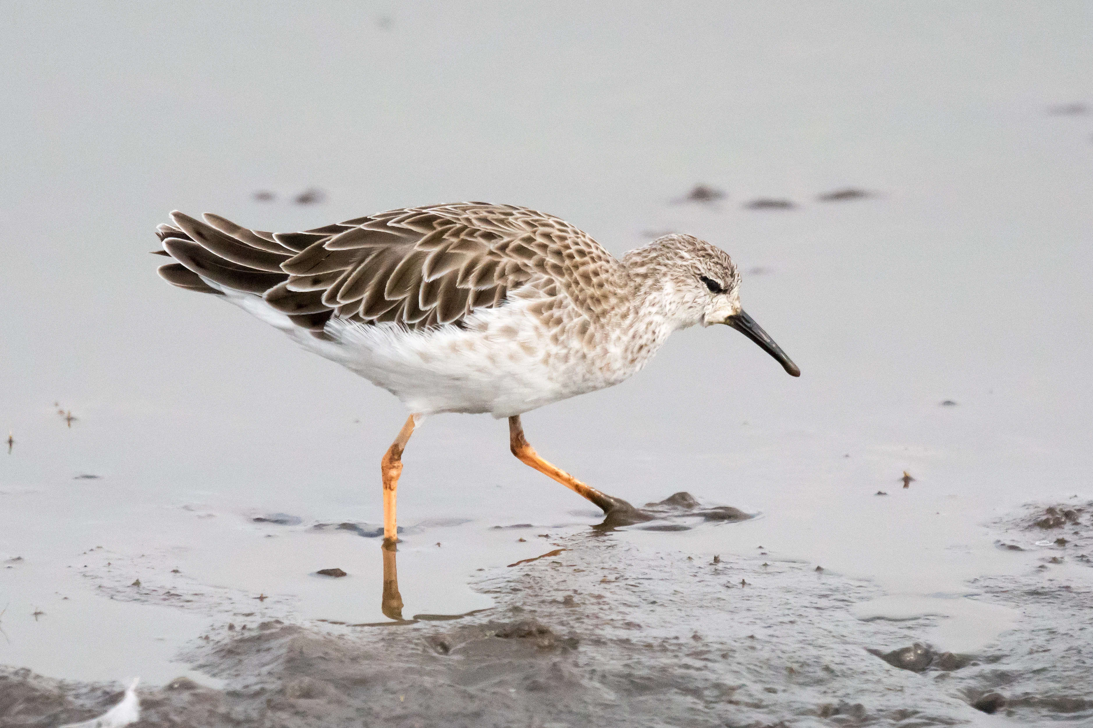 Ruff, Moremi Game Reserve, Botswana — photo by Jim Bennett