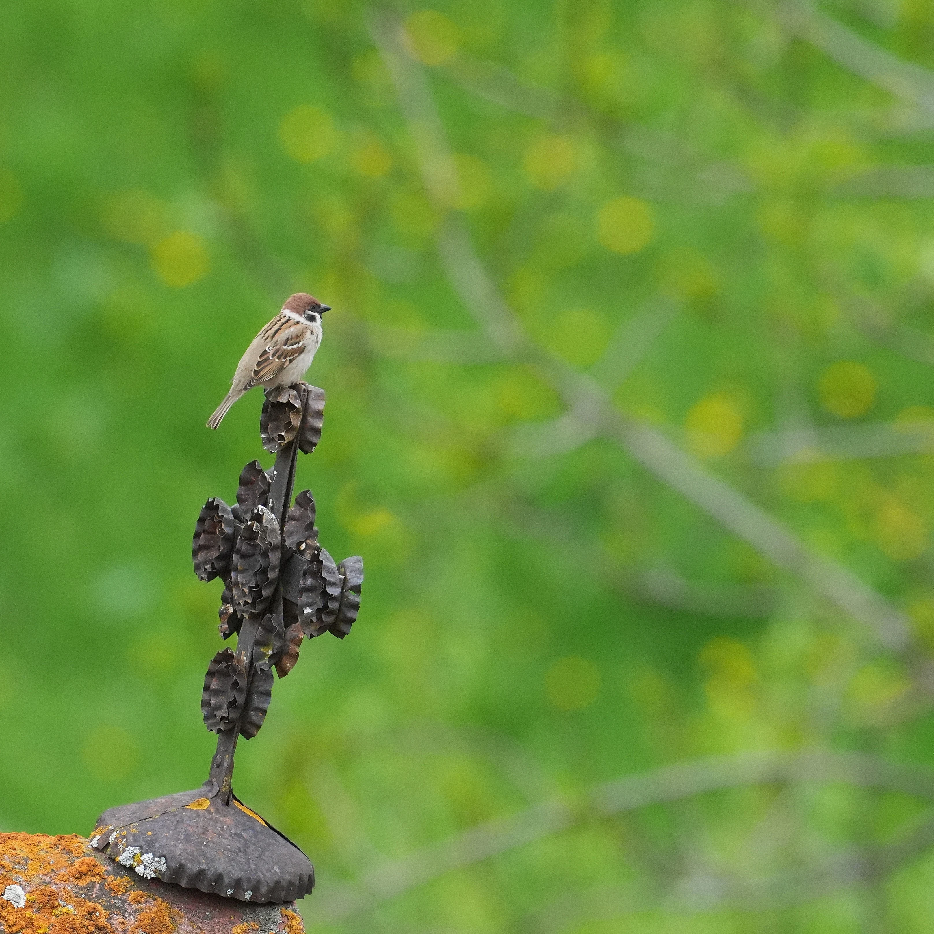 Tree sparrow, Magura Village, Transylvania, Romania — photo by Jim Bennett