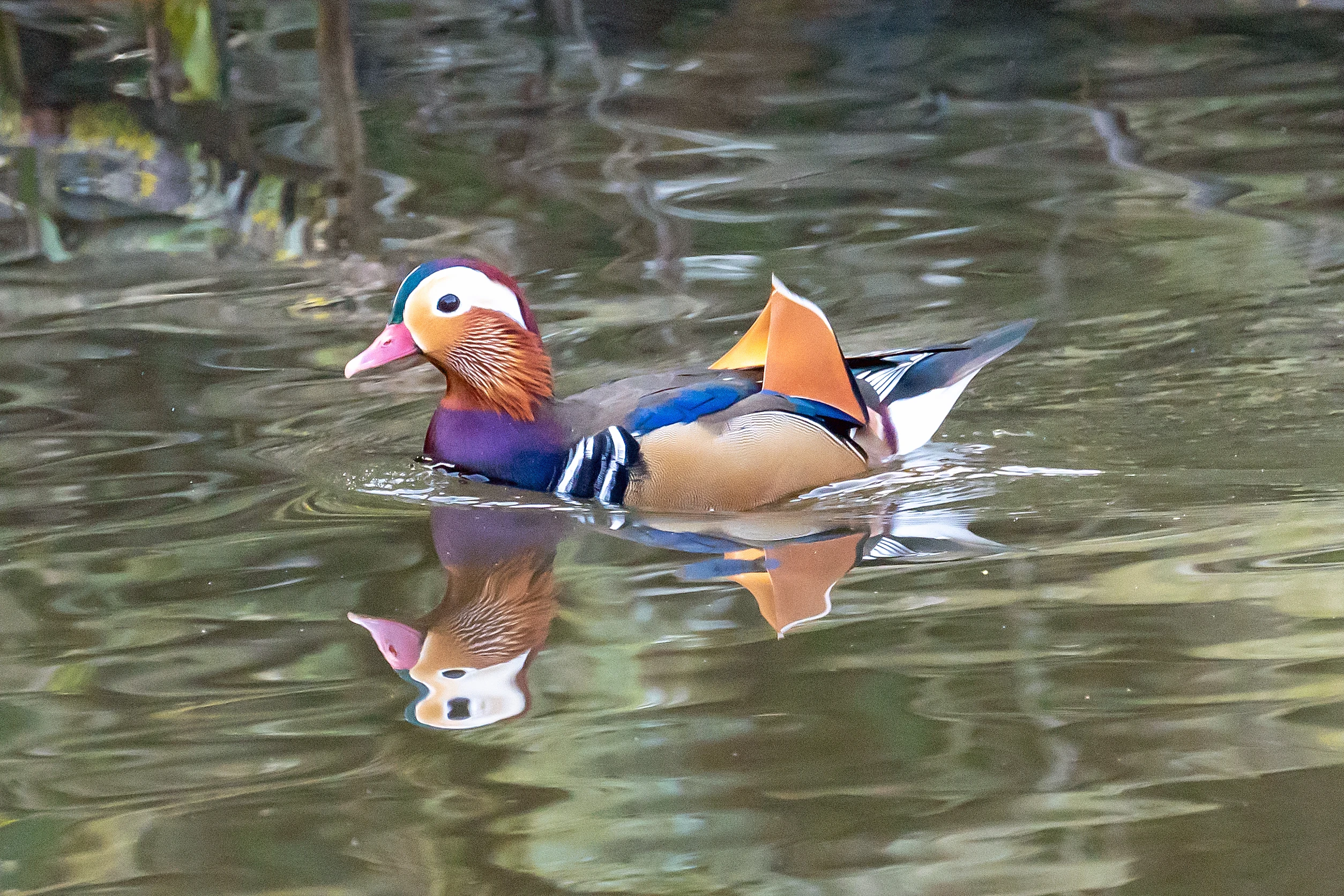 Mandarin Duck, Culham, Oxfordshire, UK — photo by Jim Bennett