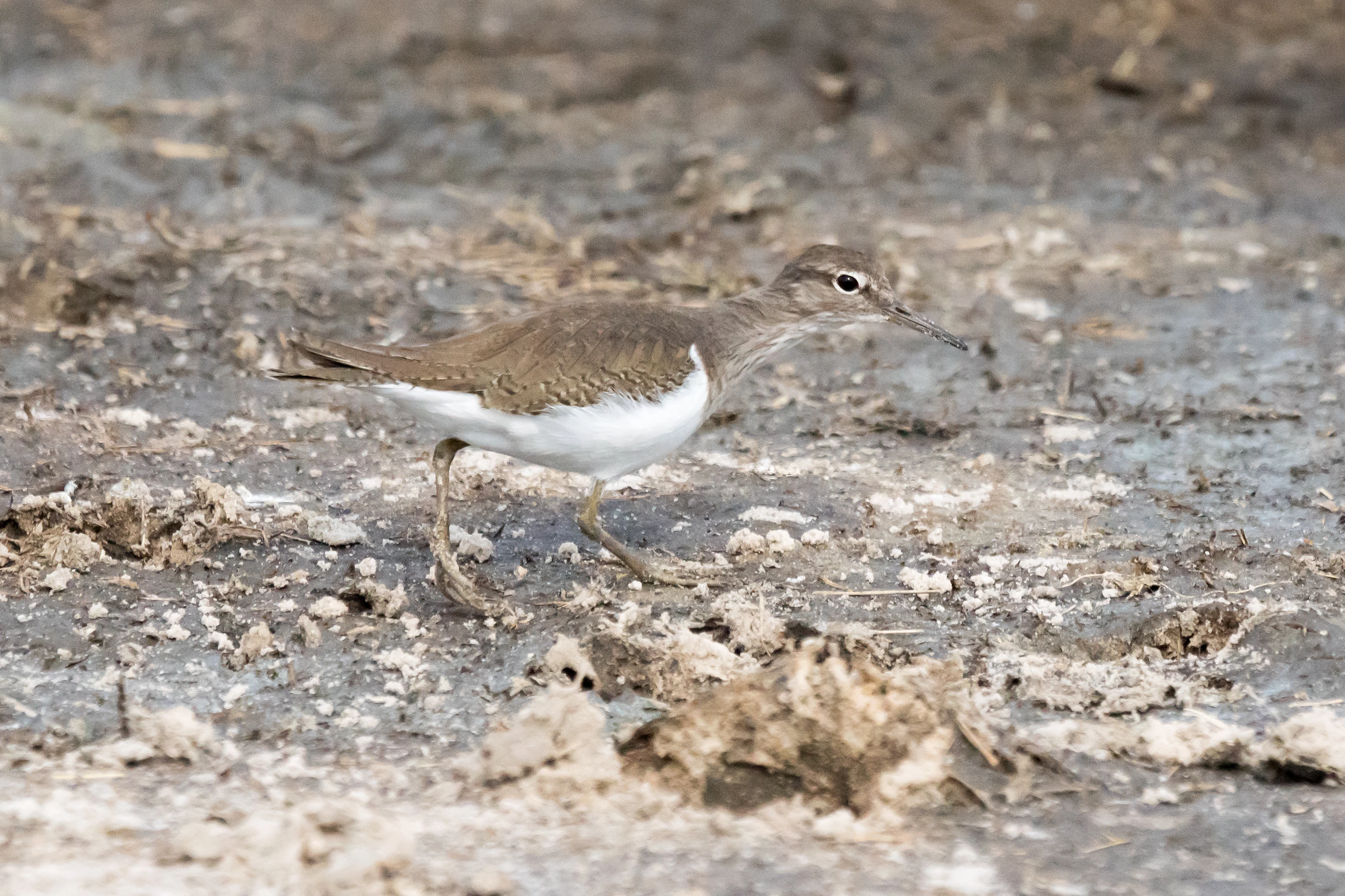 Common Sandpiper, Botswana — photo by Jim Bennett