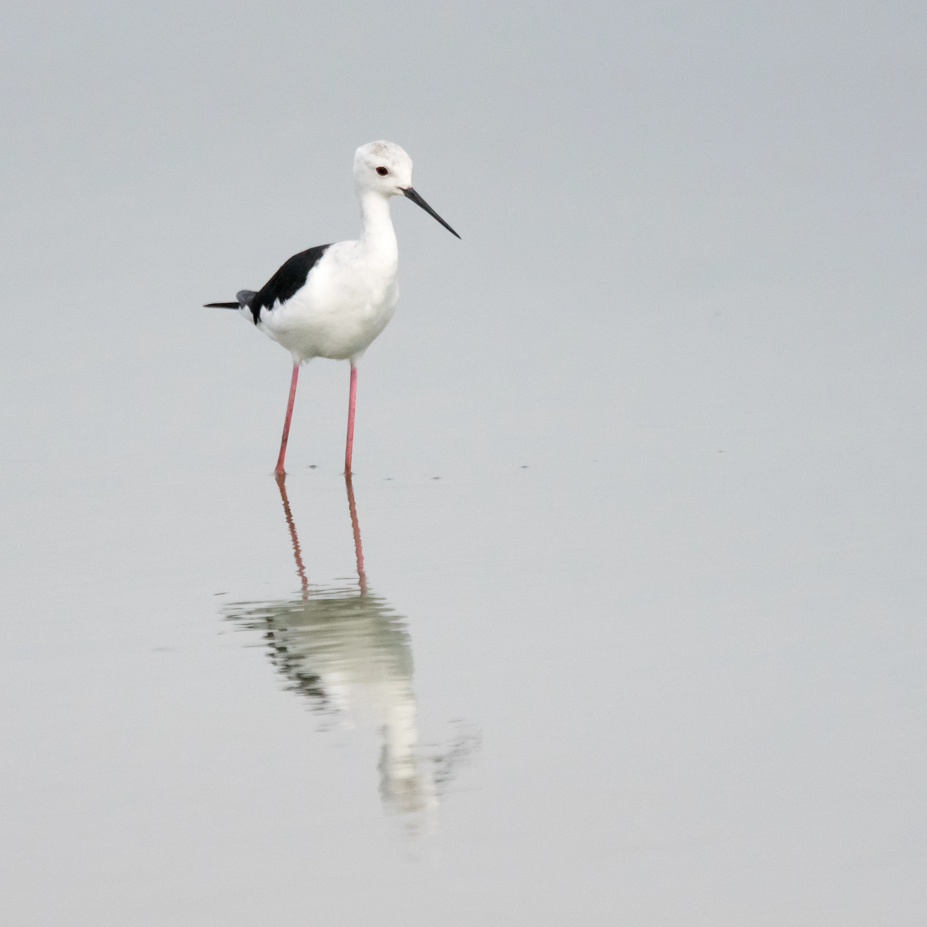 Black-winged Stilt, Moremi Game ReserveMoremi Game Reserve, Botswana — photo by Jim Bennett