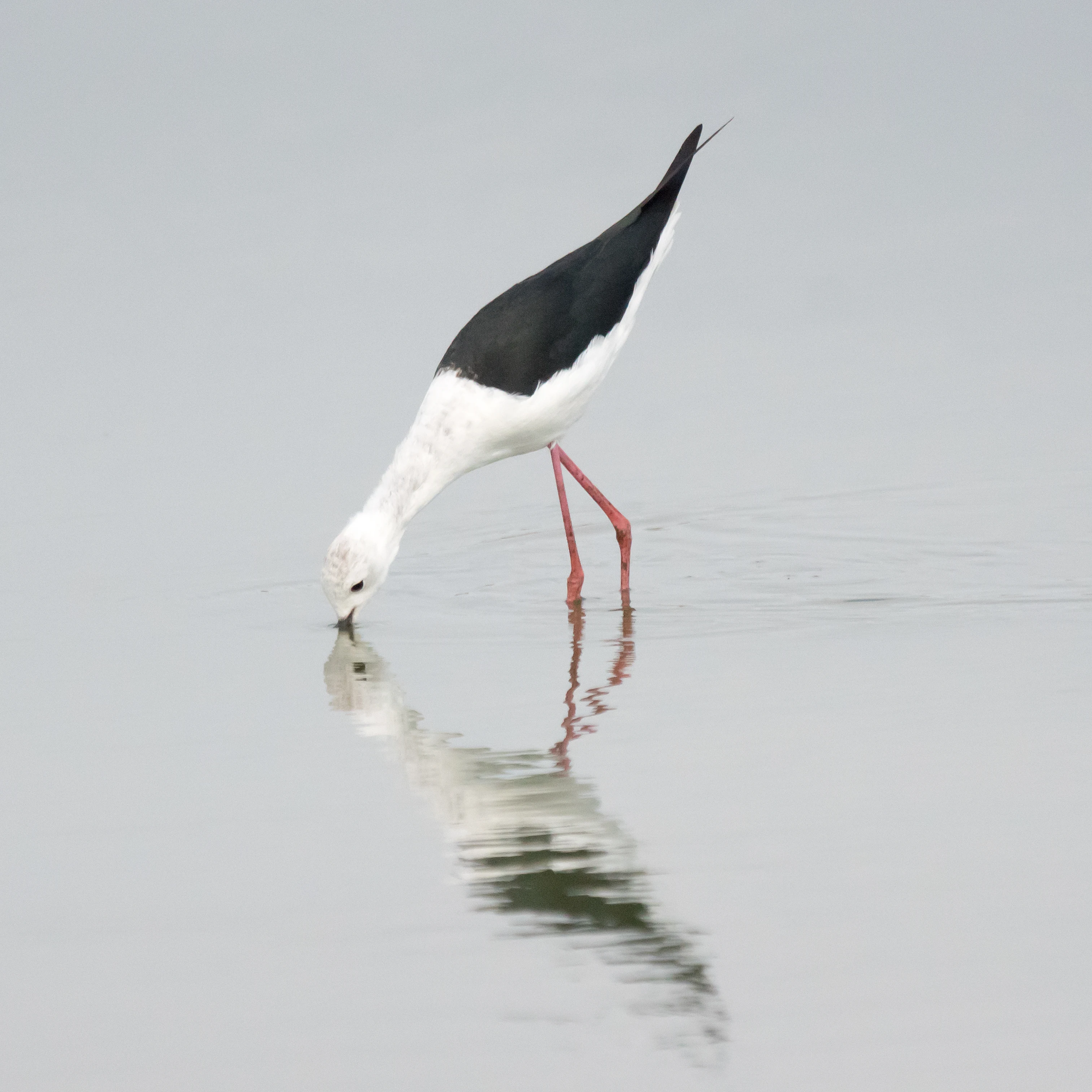 Black-winged Stilt, Moremi Game Reserve, Botswana — photo by Jim Bennett