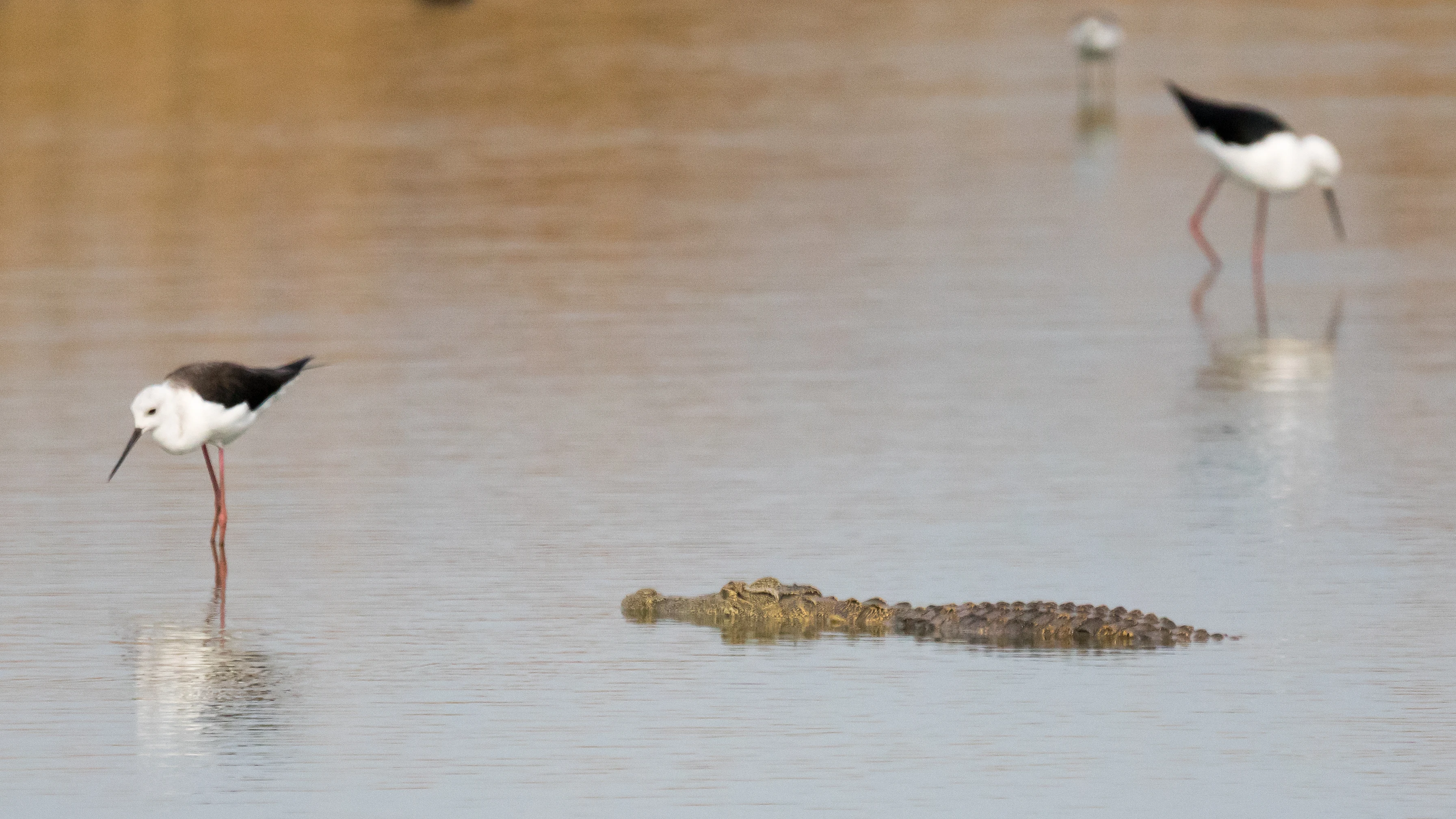 Black-winged Stilts & Crocodile, Moremi Game Reserve, Botswana — photo by Jim Bennett