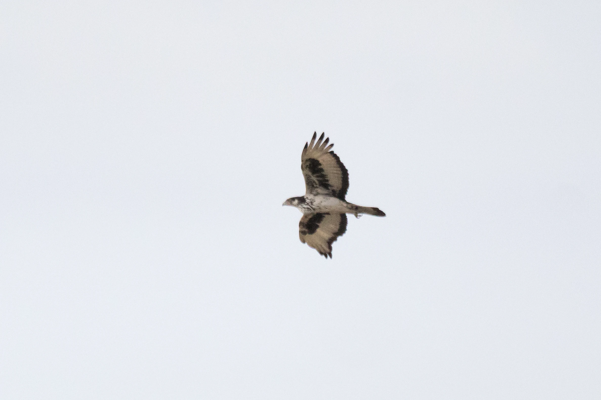 African Hawk Eagle, Moremi Game Reserve, Botswana — photo by Jim Bennett