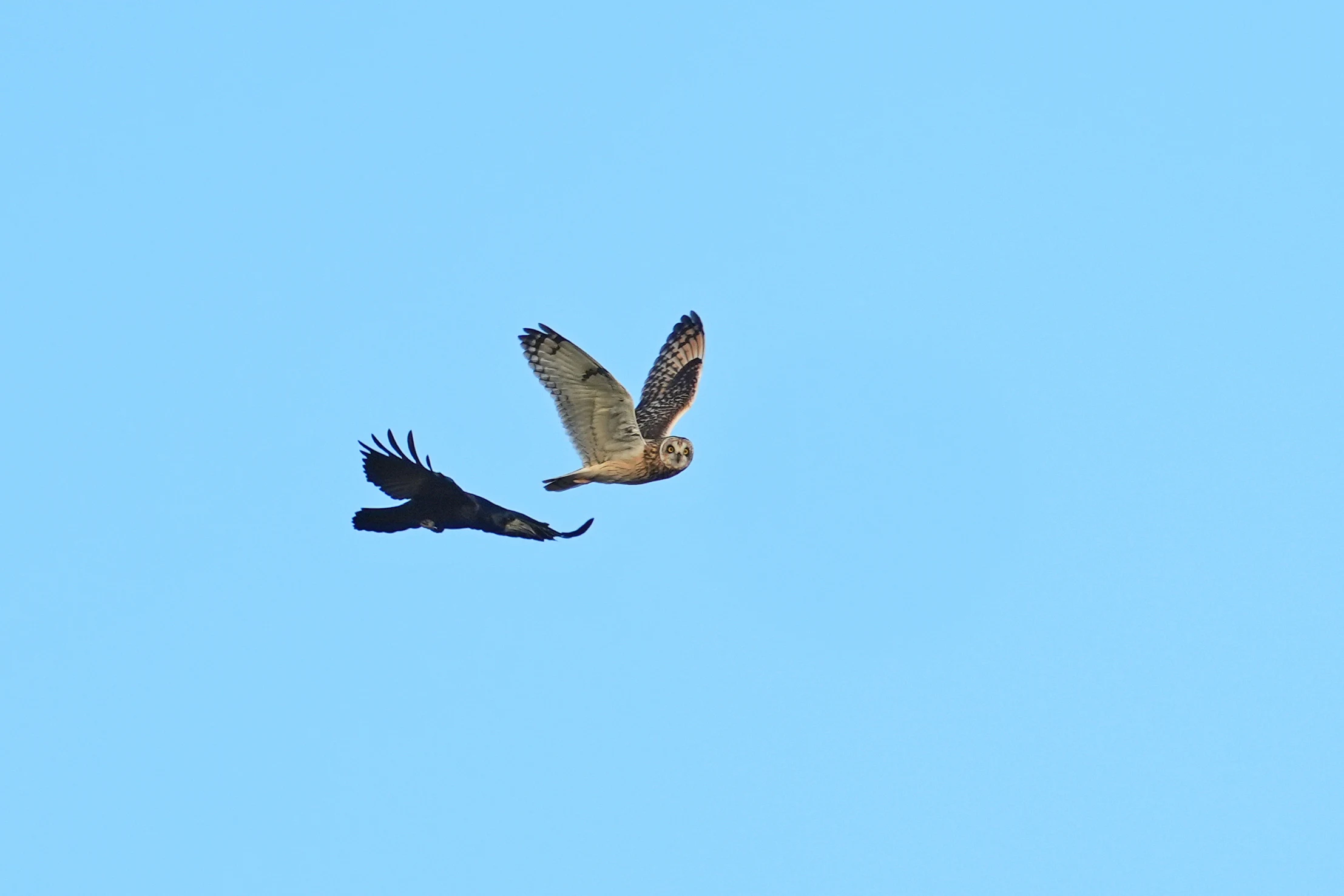 Short-eared Owl & Rook, Berkshire Downs, Berkshire, UK — photo by Jim Bennett