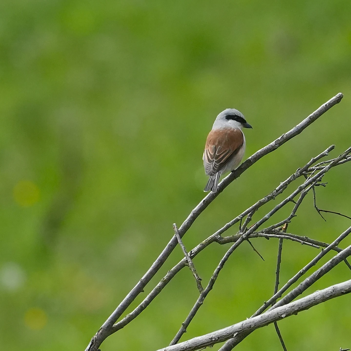 Red-backed Shrike, Magura Village, Transylvania, Romania — photo by Jim Bennett