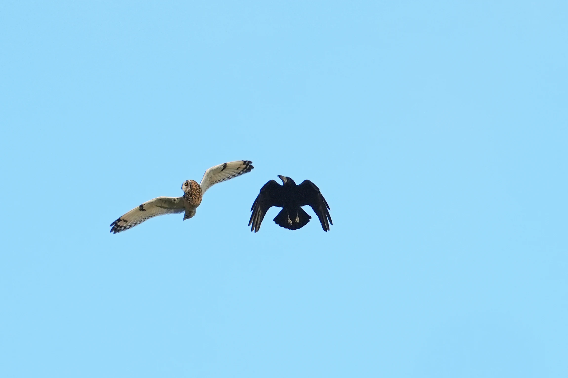 Short-eared Owl & Rook, Berkshire Downs, Berkshire, UK — photo by Jim Bennett