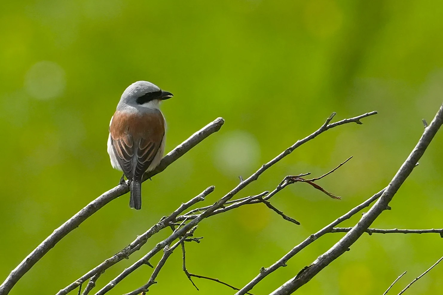 Red-backed Shrike, Magura Village, Transylvania, Romania — photo by Jim Bennett