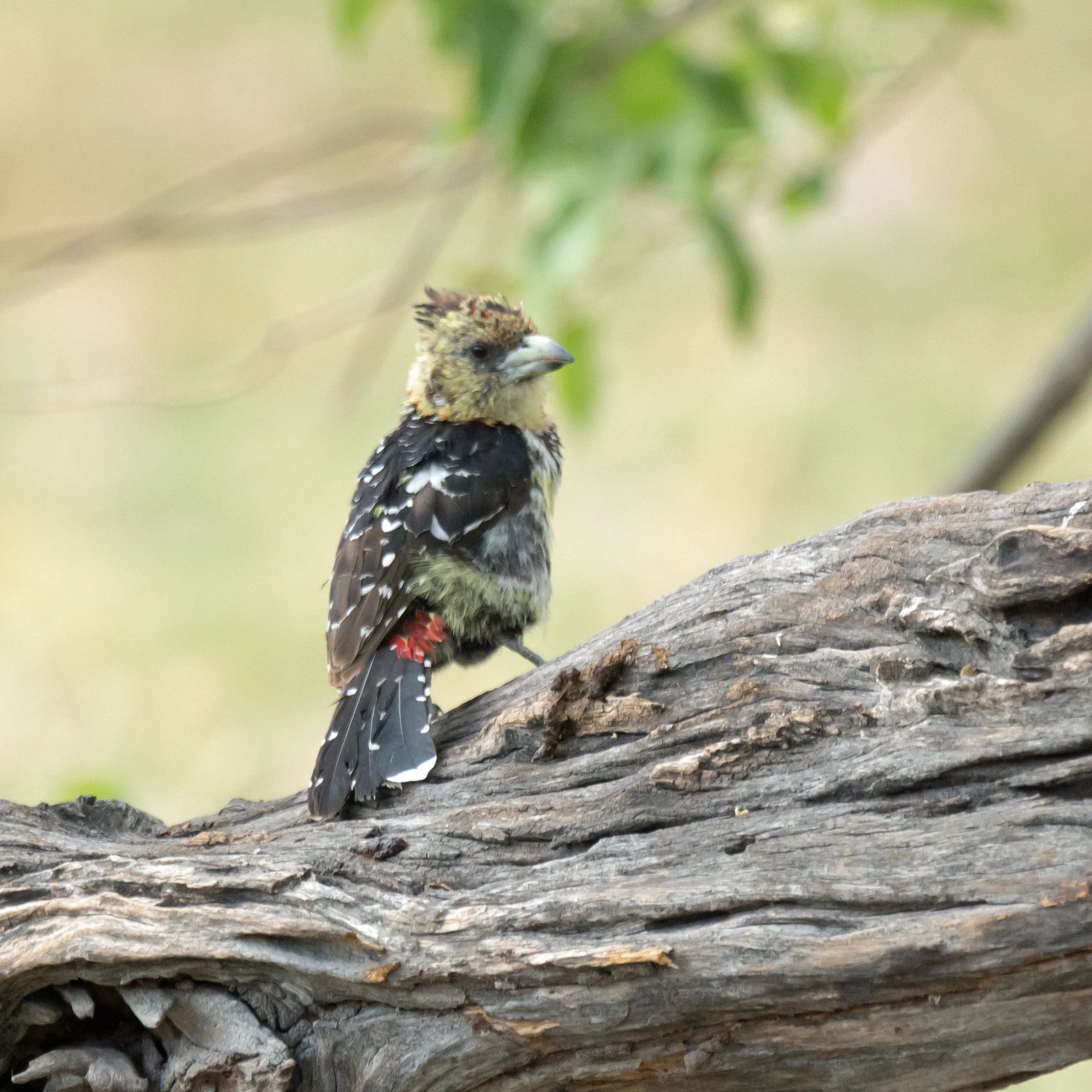 Crested Barbet, Moremi Game Reserve, Botswana — photo by Jim Bennett