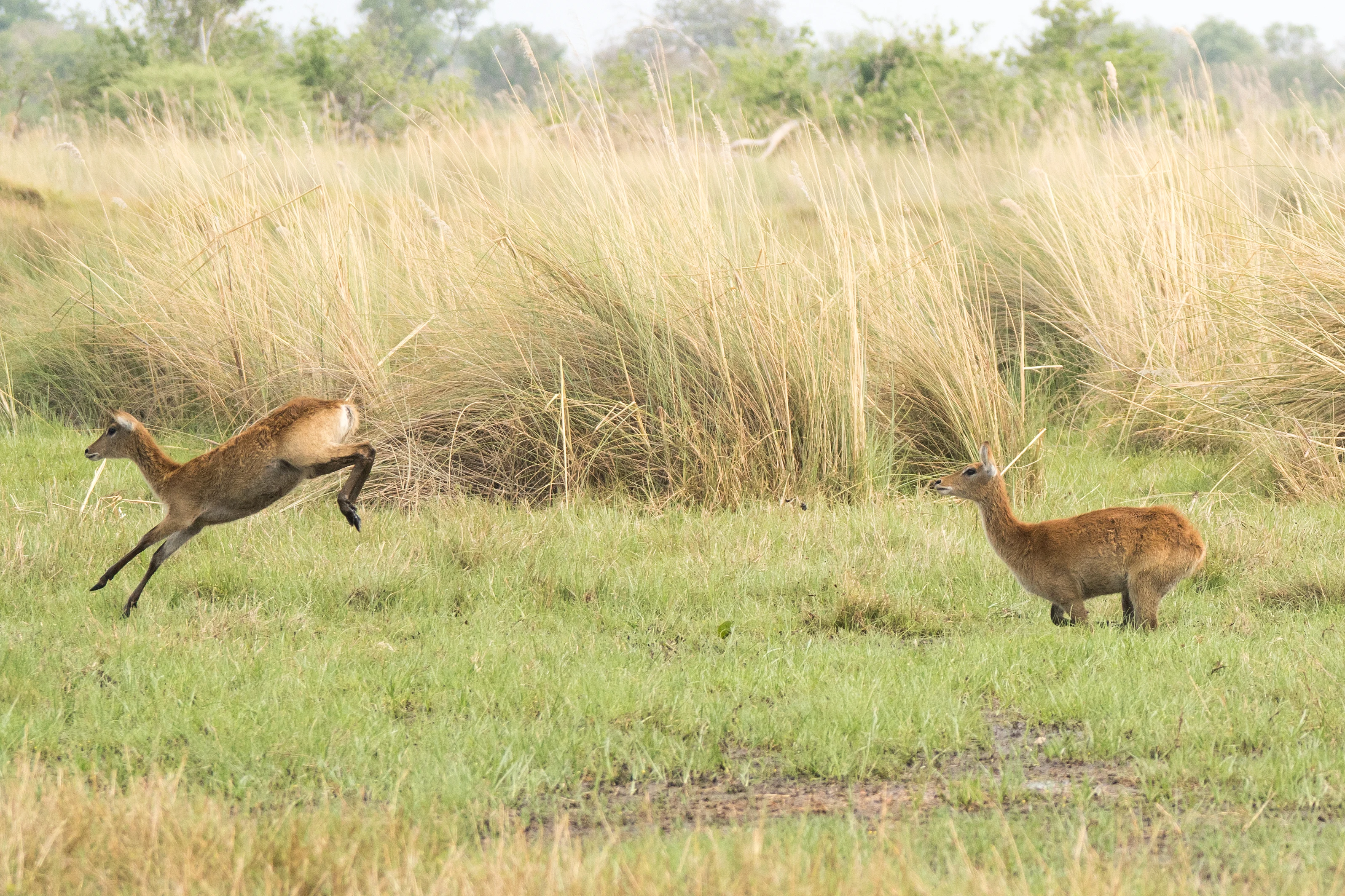 Common Red Lechwe, Moremi Game Reserve, Botswana — photo by Jim Bennett