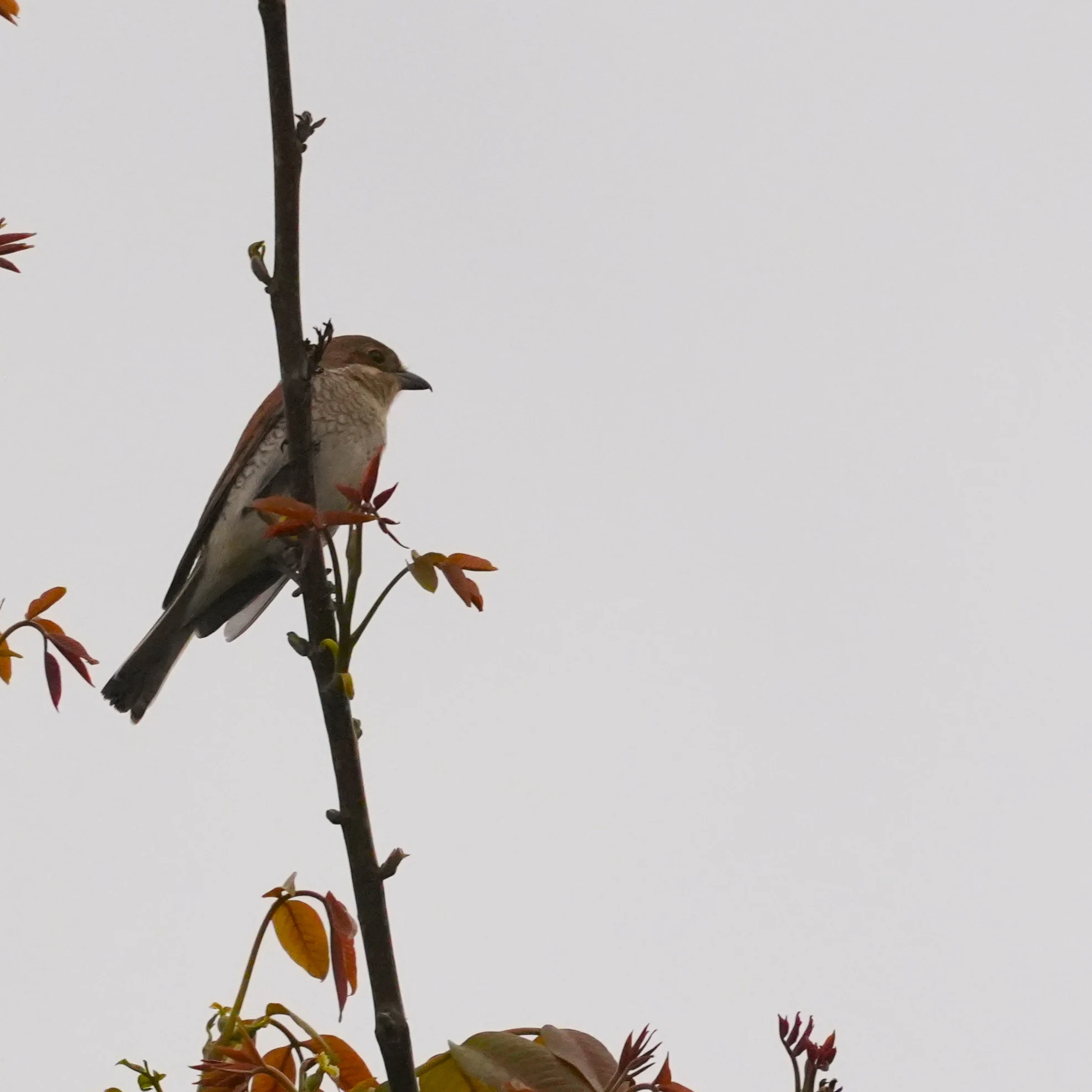 Red-backed Shrike, Bran, Transylvania, Romania — photo by Jim Bennett