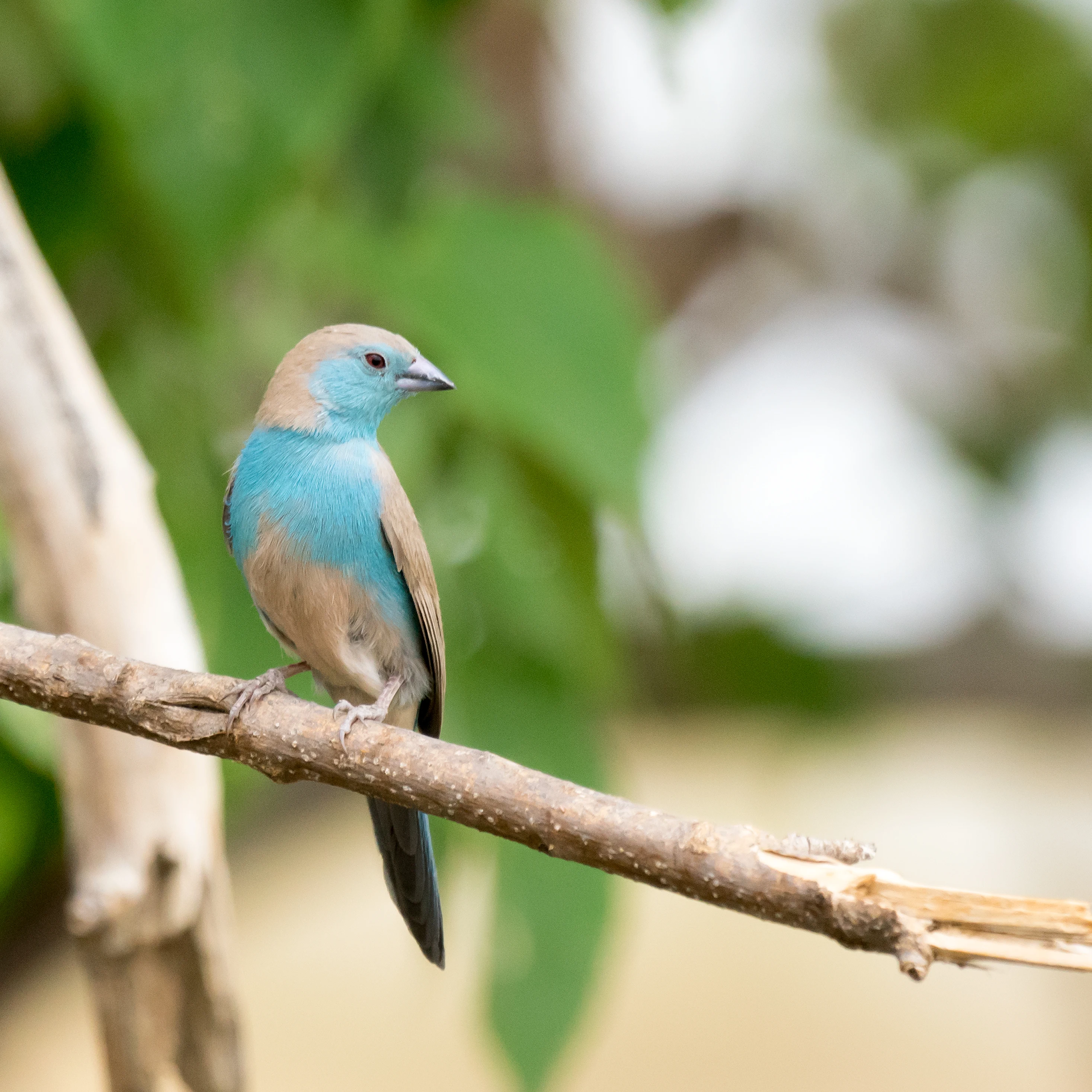 Blue Waxbill, Moremi Game Reserve, Botswana — photo by Jim Bennett