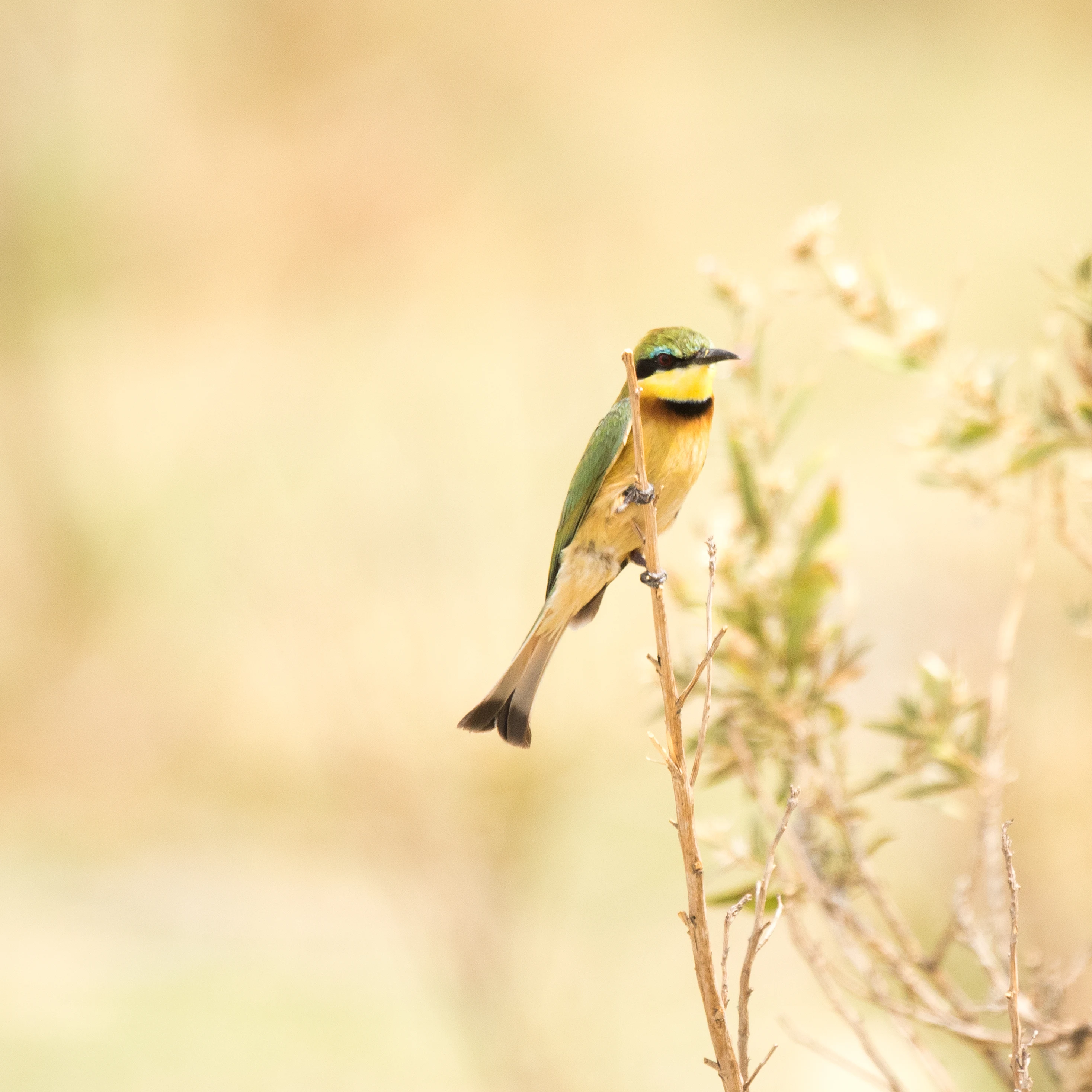 Little Bee-eater, Moremi Game Reserve, Botswana — photo by Jim Bennett