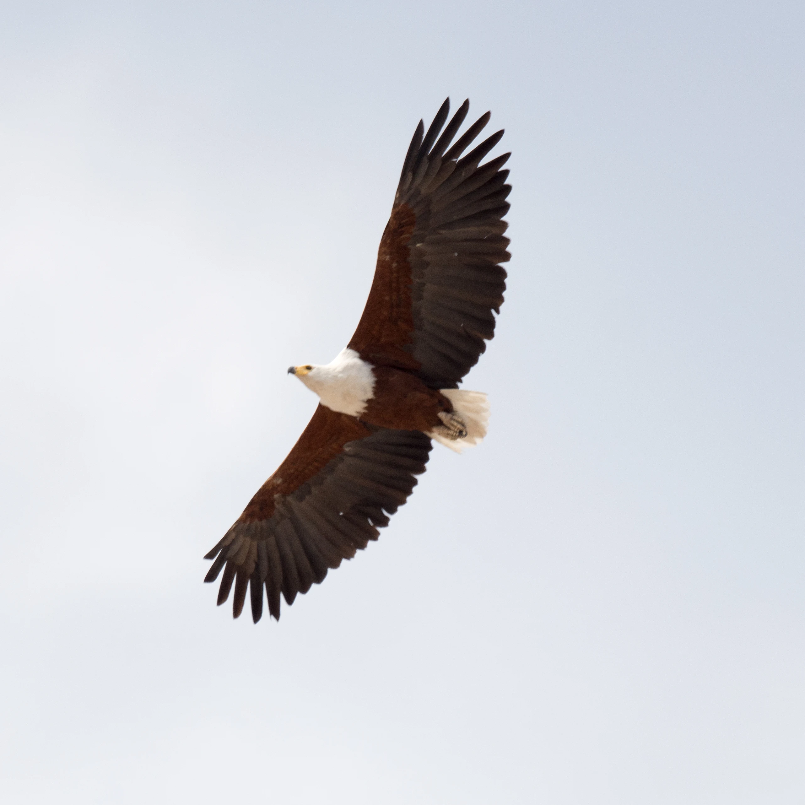 African Fish Eagle, Moremi Game Reserve, Botswana — photo by Jim Bennett