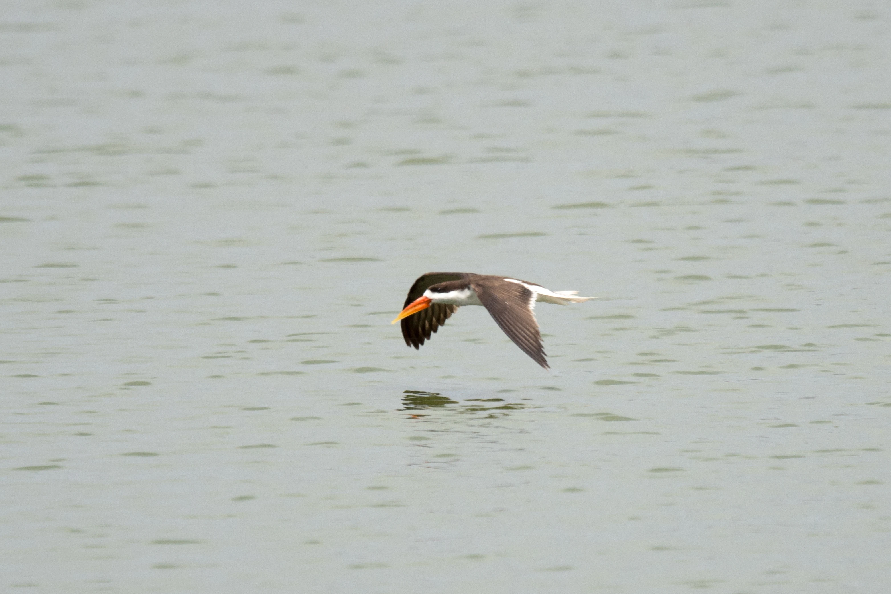 African Skimmer, Moremi Game Reserve, Botswana — photo by Jim Bennett