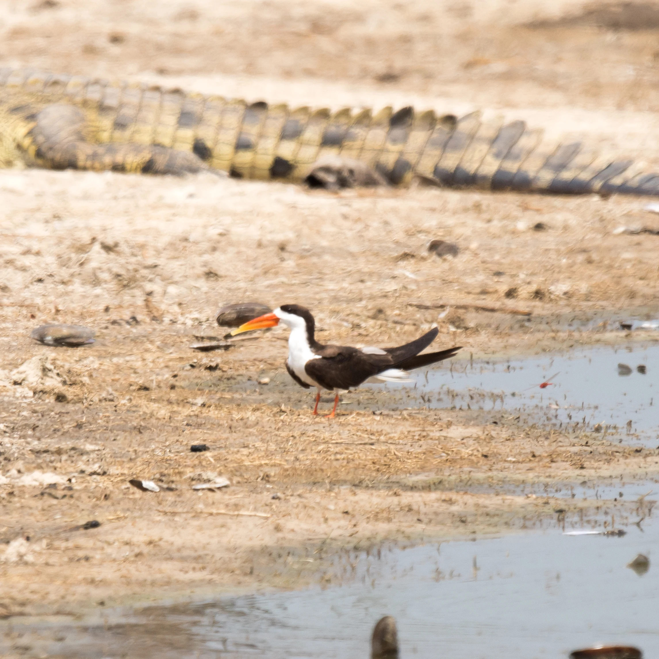 African Skimmer, Moremi Game Reserve, Botswana — photo by Jim Bennett