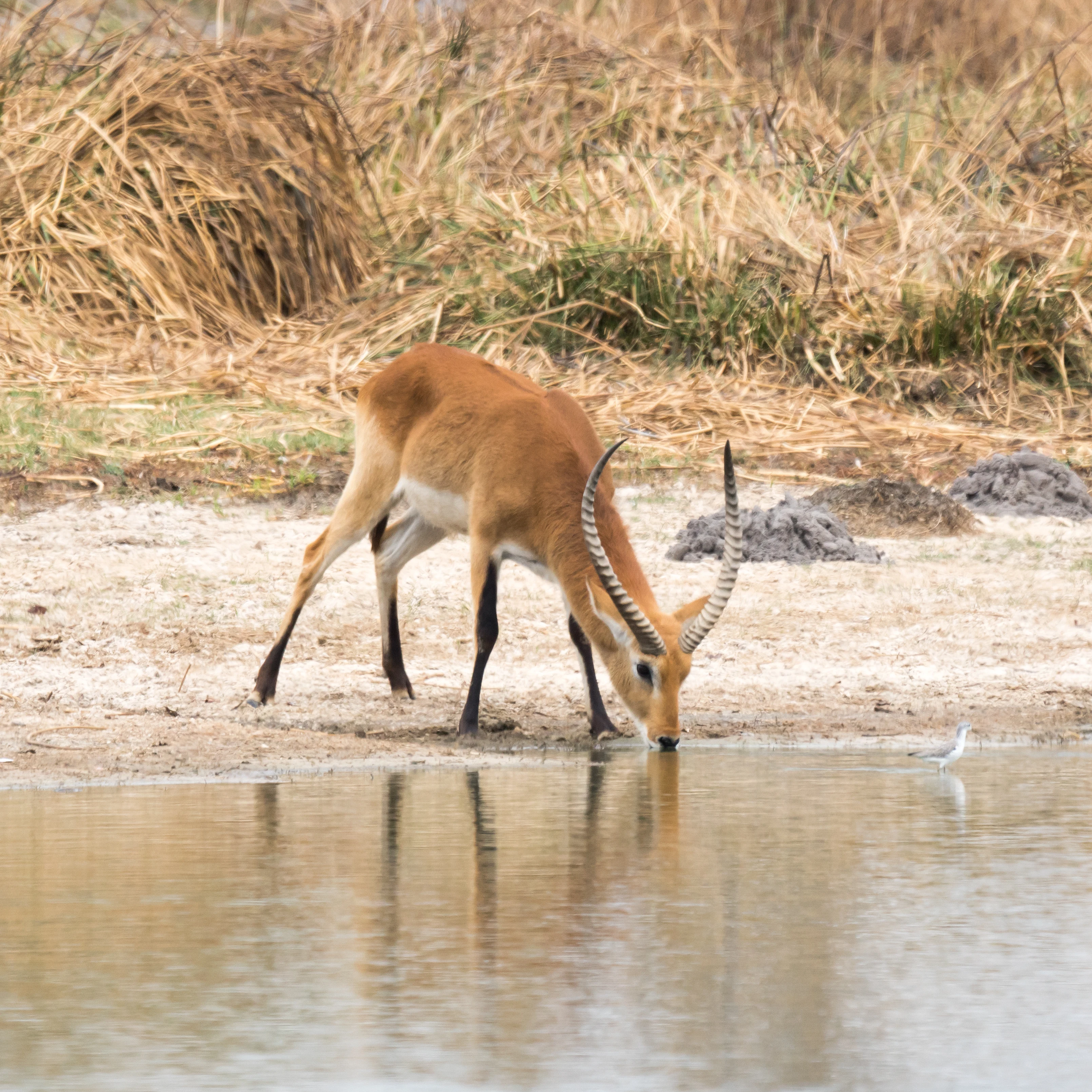 Common Red Lechwe, Moremi Game Reserve, Botswana — photo by Jim Bennett
