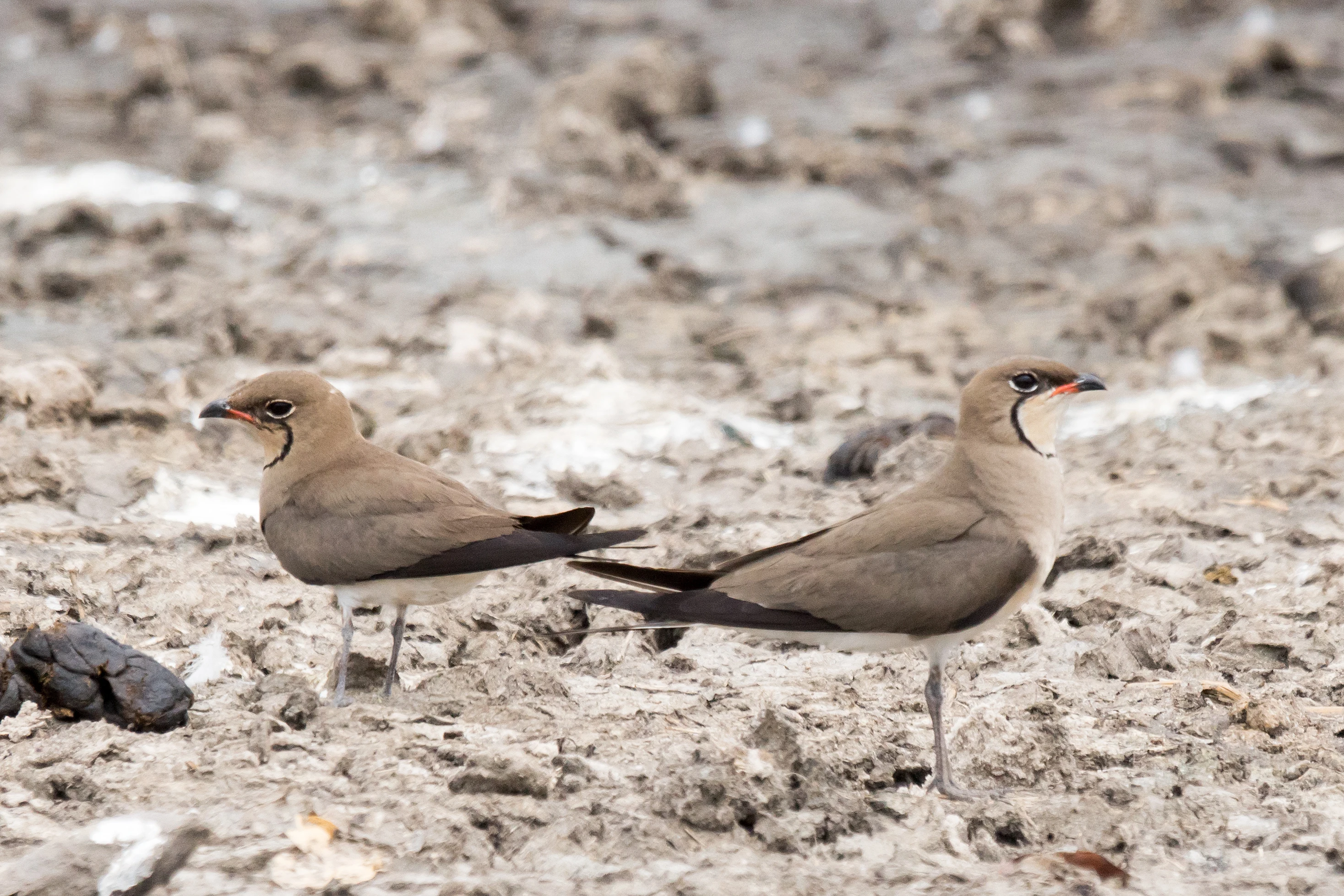 Collared Pratincoles, Moremi Game Reserve, Botswana — photo by Jim Bennett