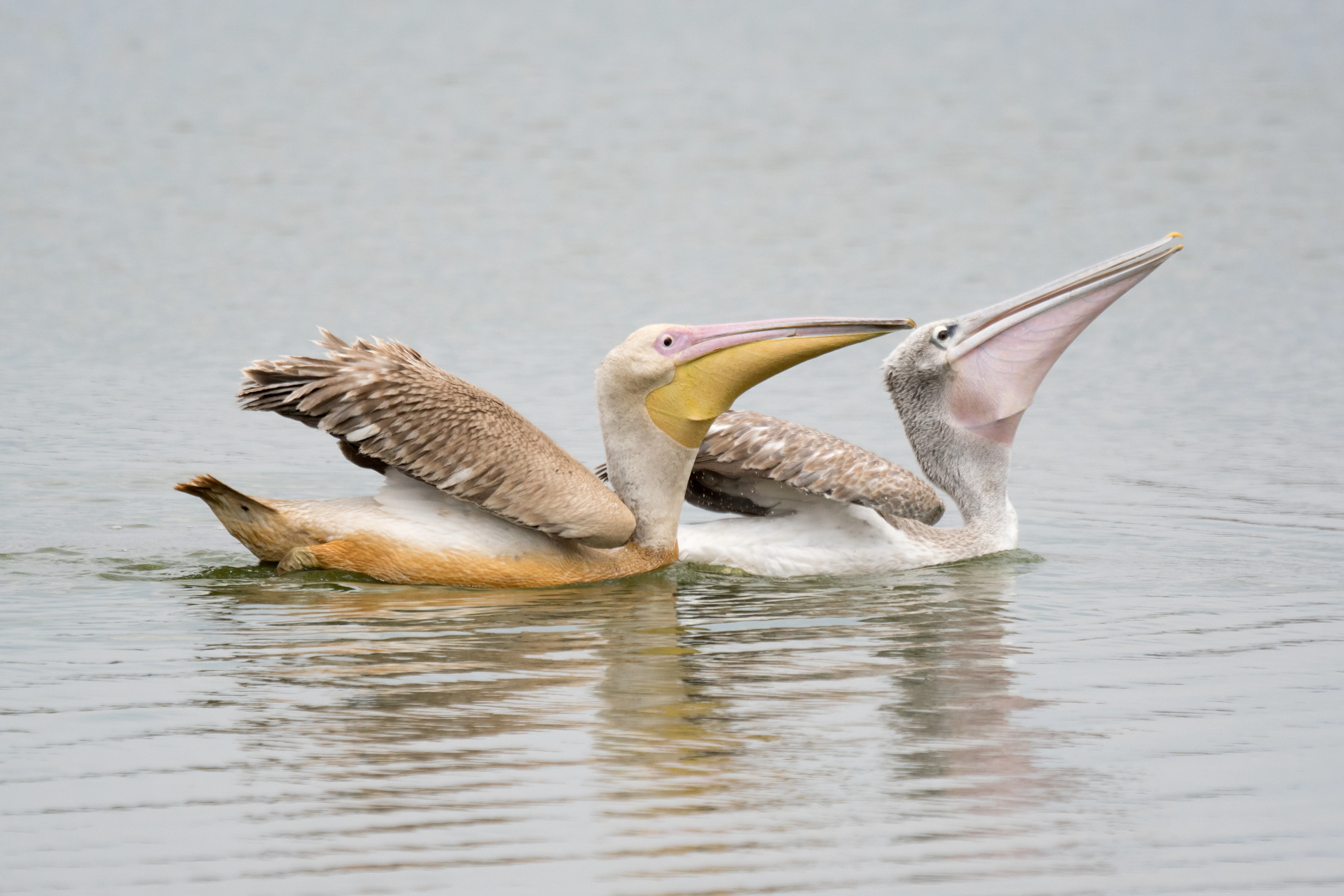 Great White and Pink Backed Pelicans, Moremi Game Reserve, Botswana — photo by Jim Bennett