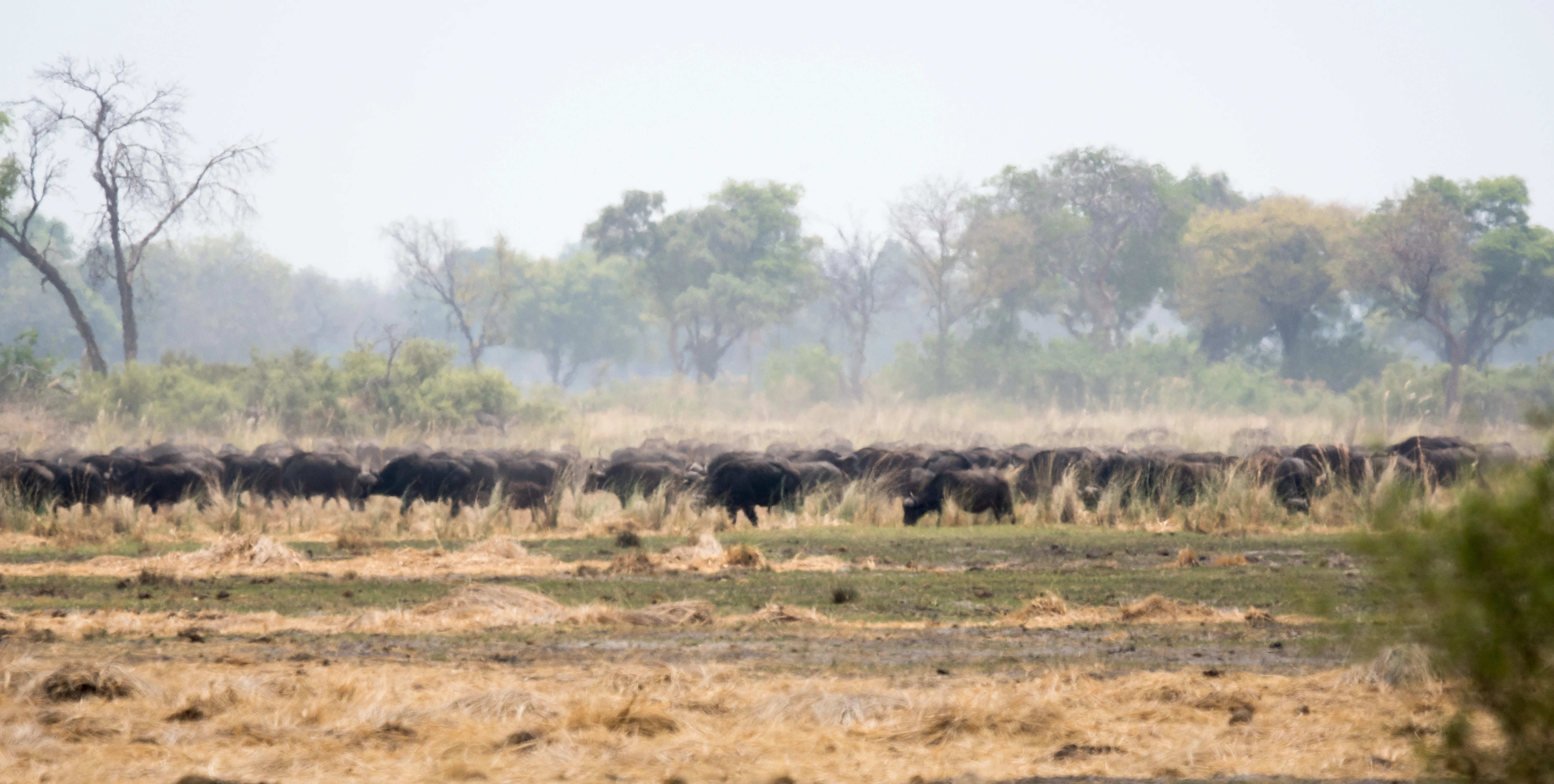 Cape Buffalo, Moremi Game Reserve, Botswana — photo by Jim Bennett