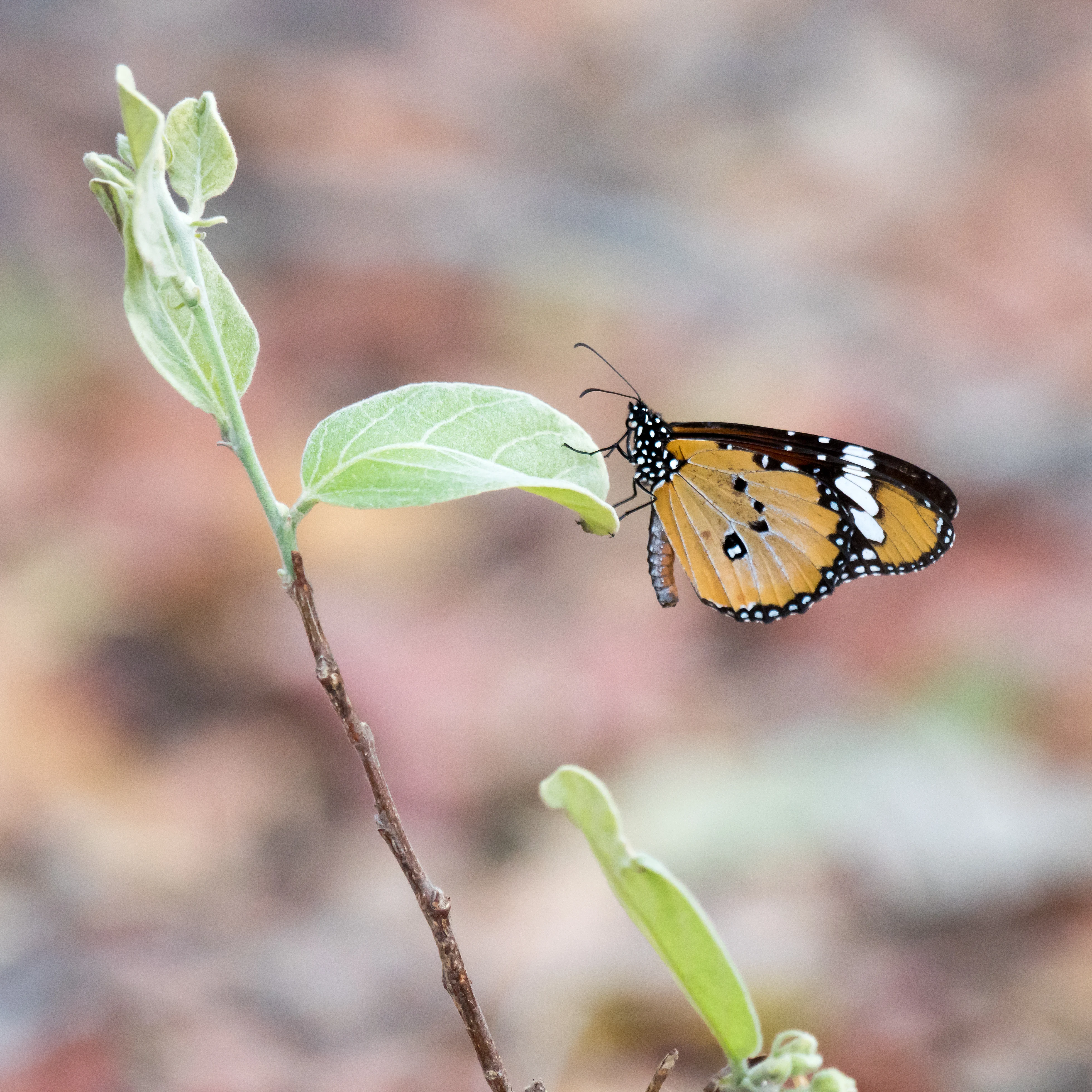 Monarch Butterfly, Moremi Game Reserve, Botswana — photo by Jim Bennett