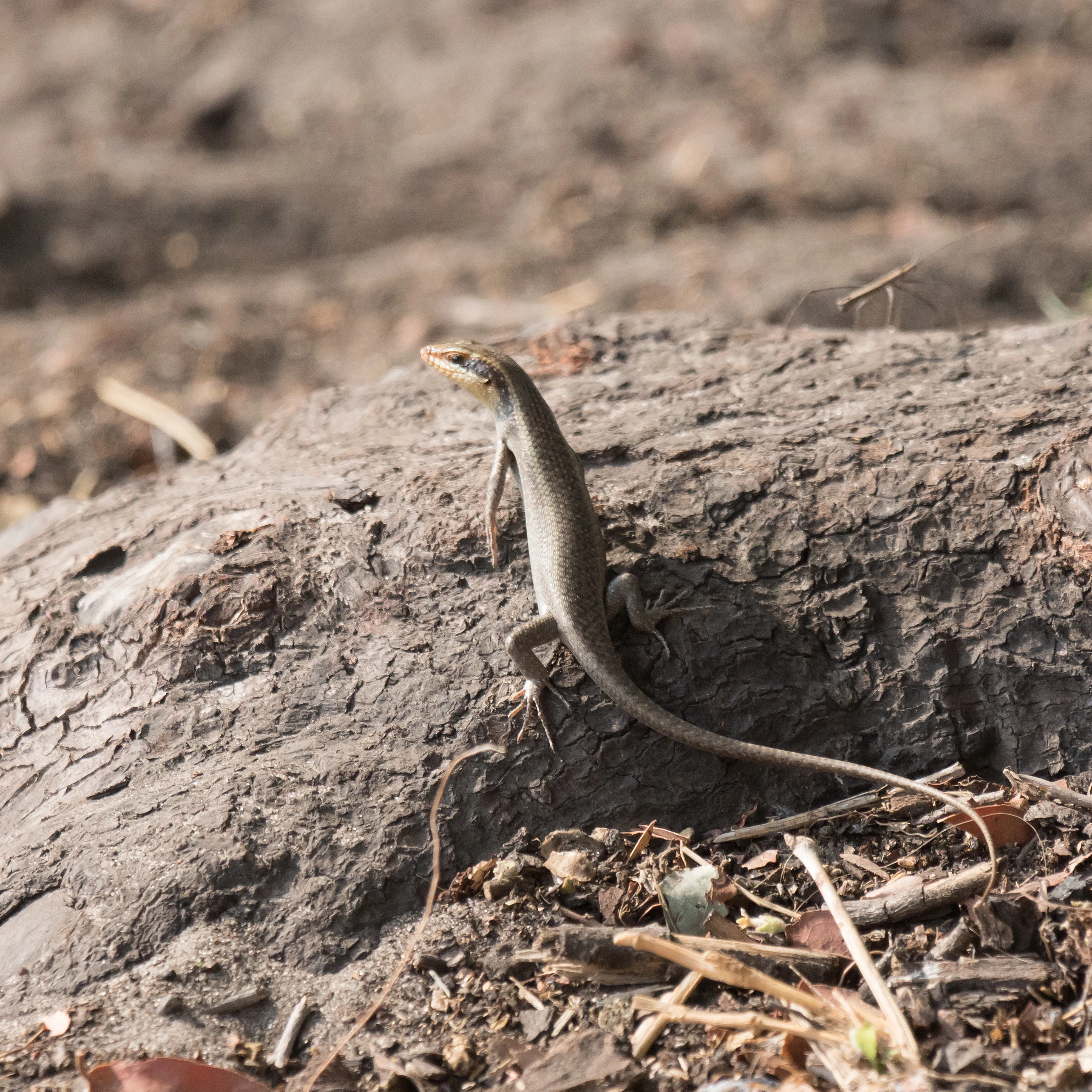 Skink, Moremi Game Reserve, Botswana — photo by Jim Bennett