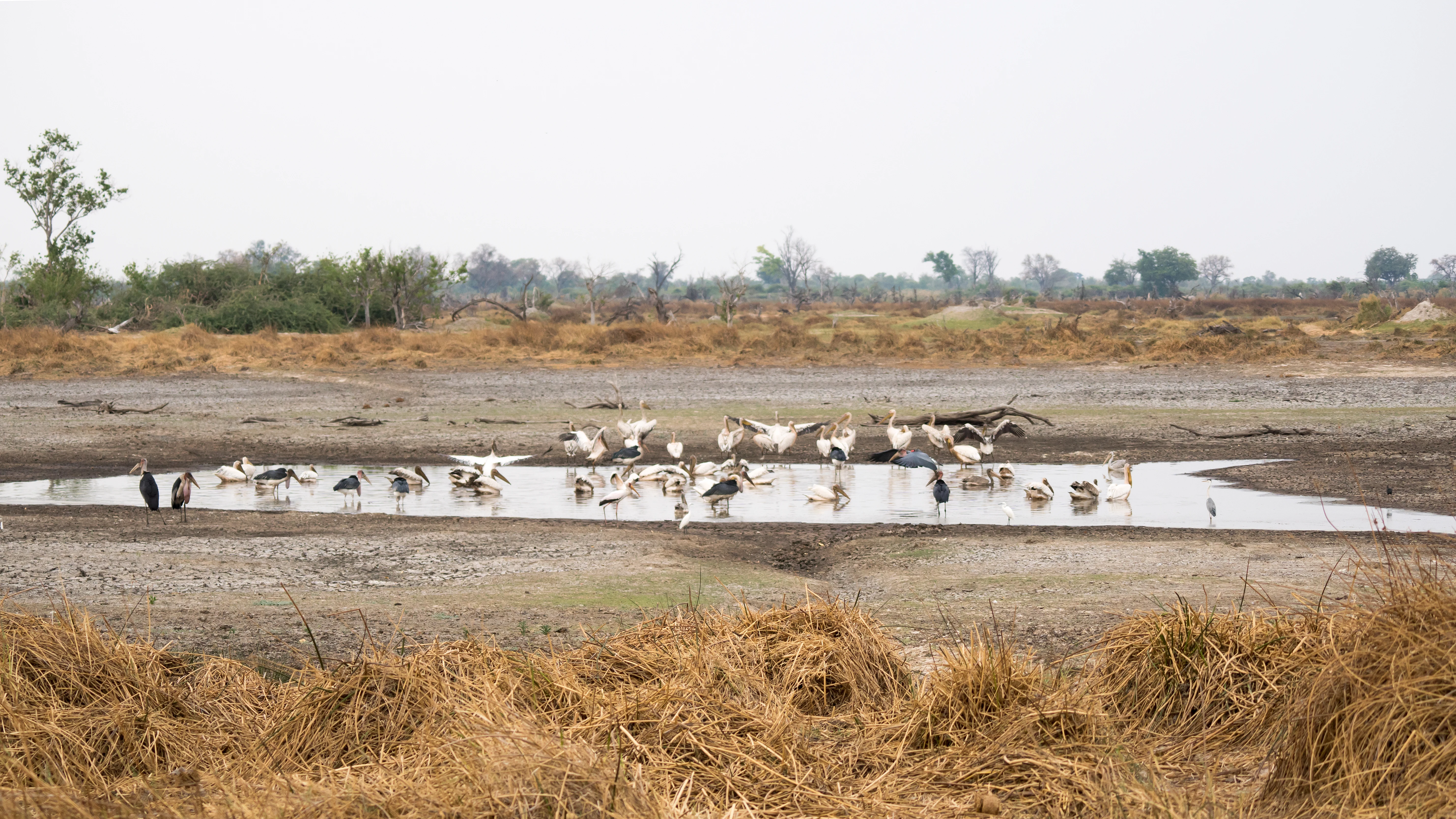 Drying out pond, Moremi Game Reserve, Botswana — photo by Jim Bennett