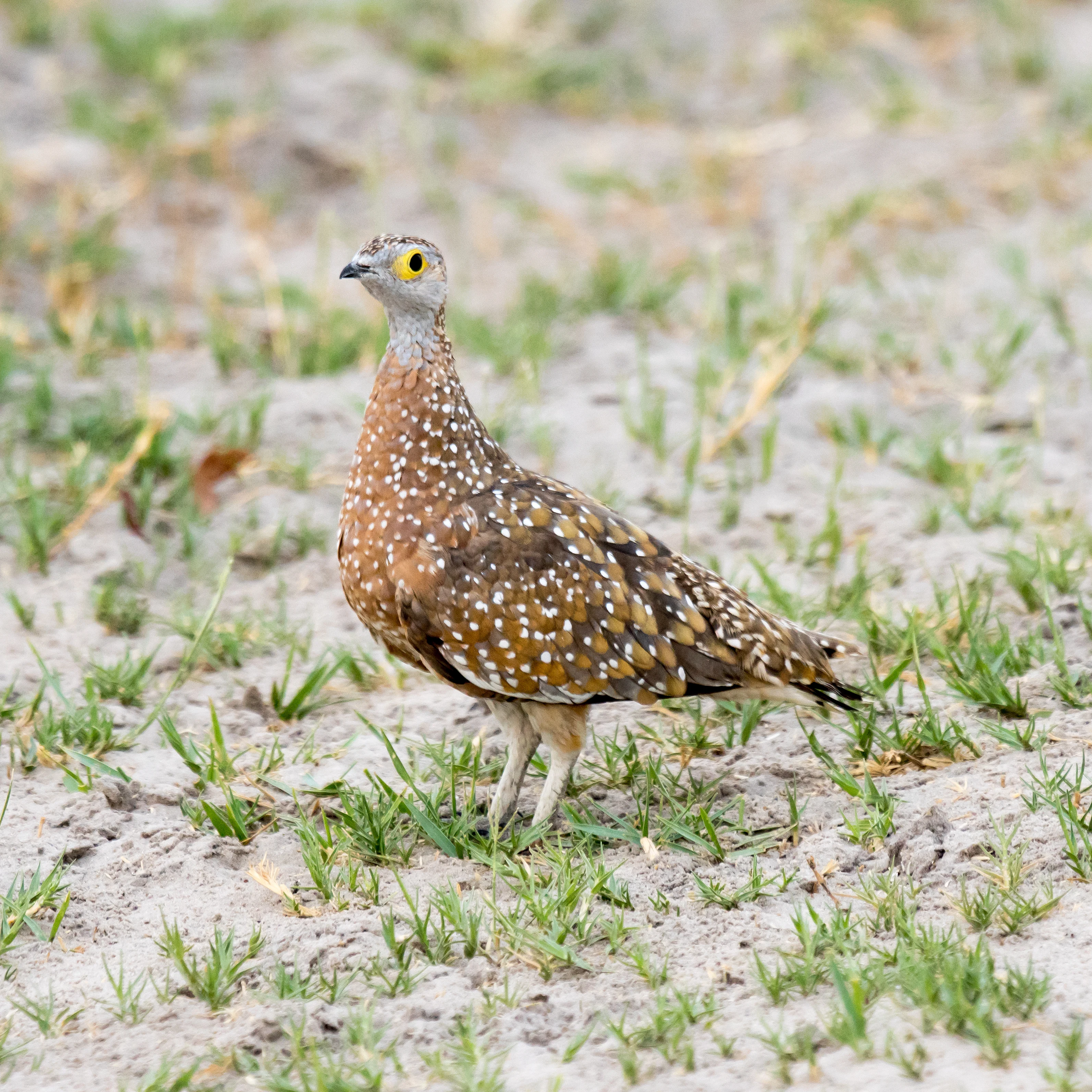 male Burchell's Sandgrouse, Moremi Game Reserve, Botswana — photo by Jim Bennett