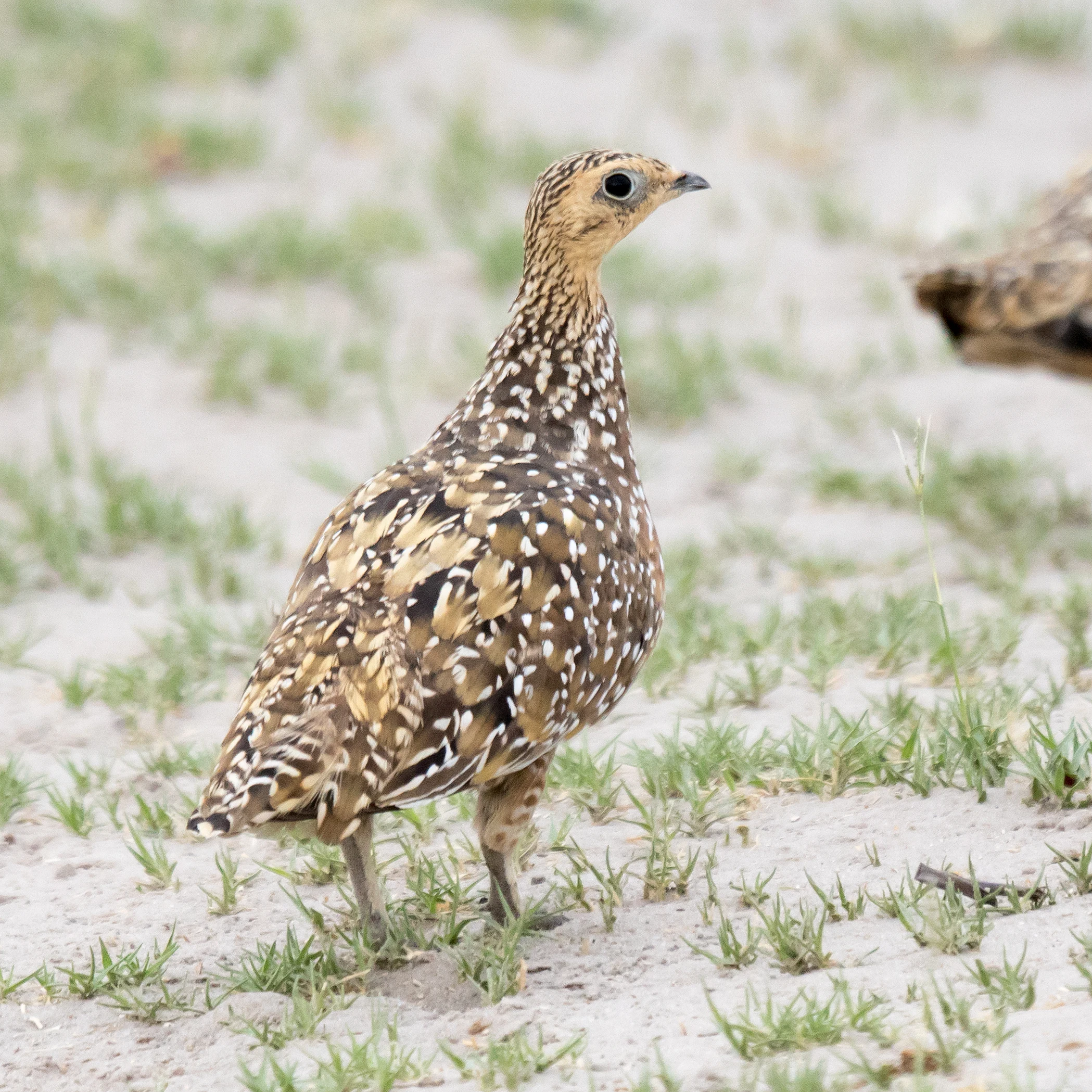 female Burchell's Sandgrouse, Moremi Game Reserve, Botswana — photo by Jim Bennett