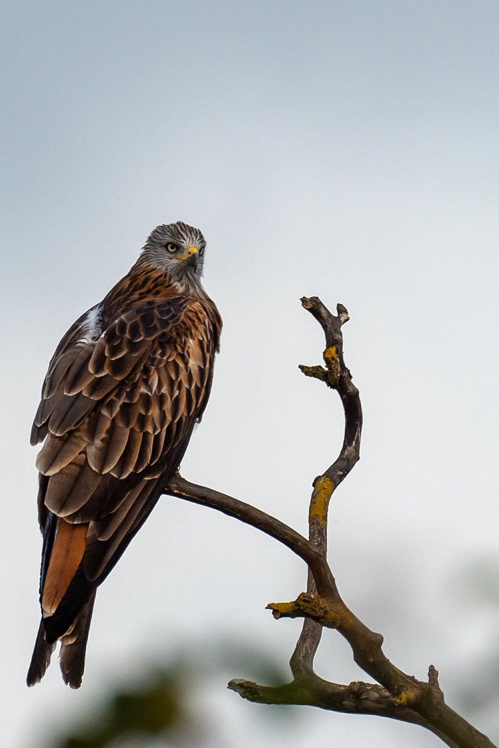 Red Kite, Sutton Courtenay, Oxfordshire, UK — photo by Jim Bennett