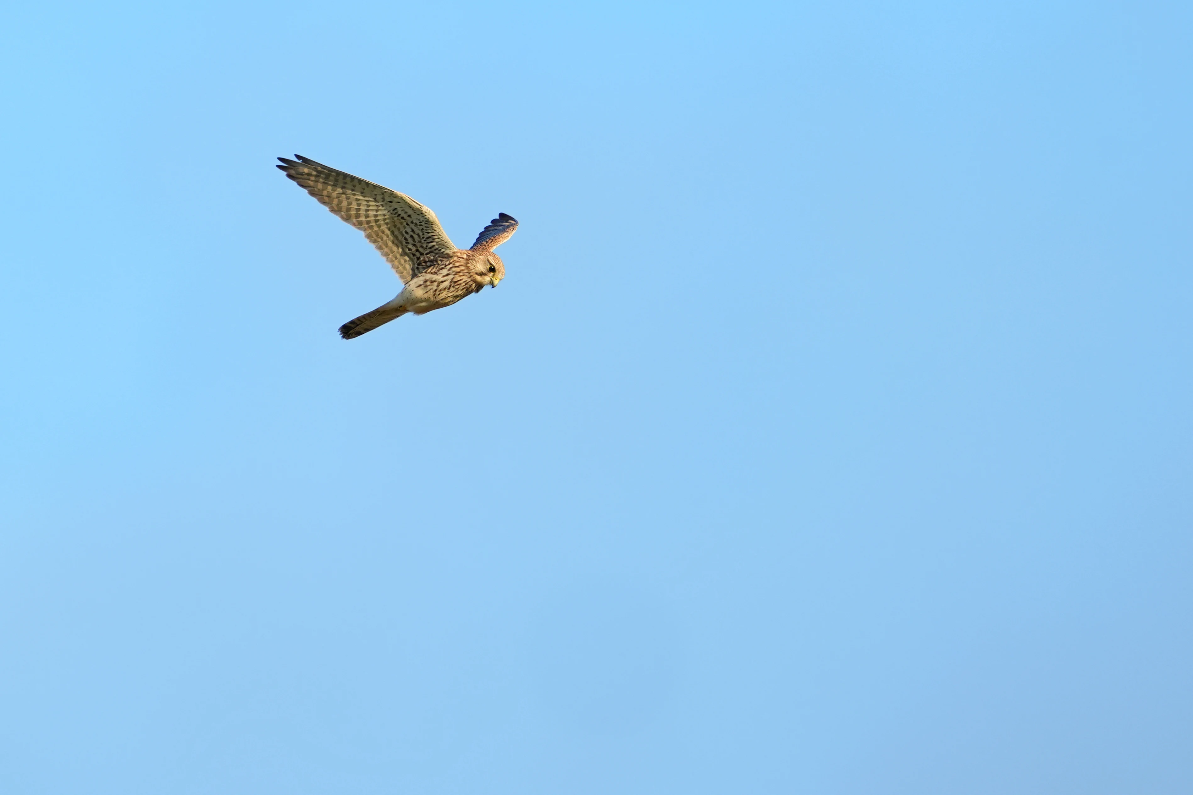 Kestrel, Berkshire Downs, Berkshire, UK — photo by Jim Bennett