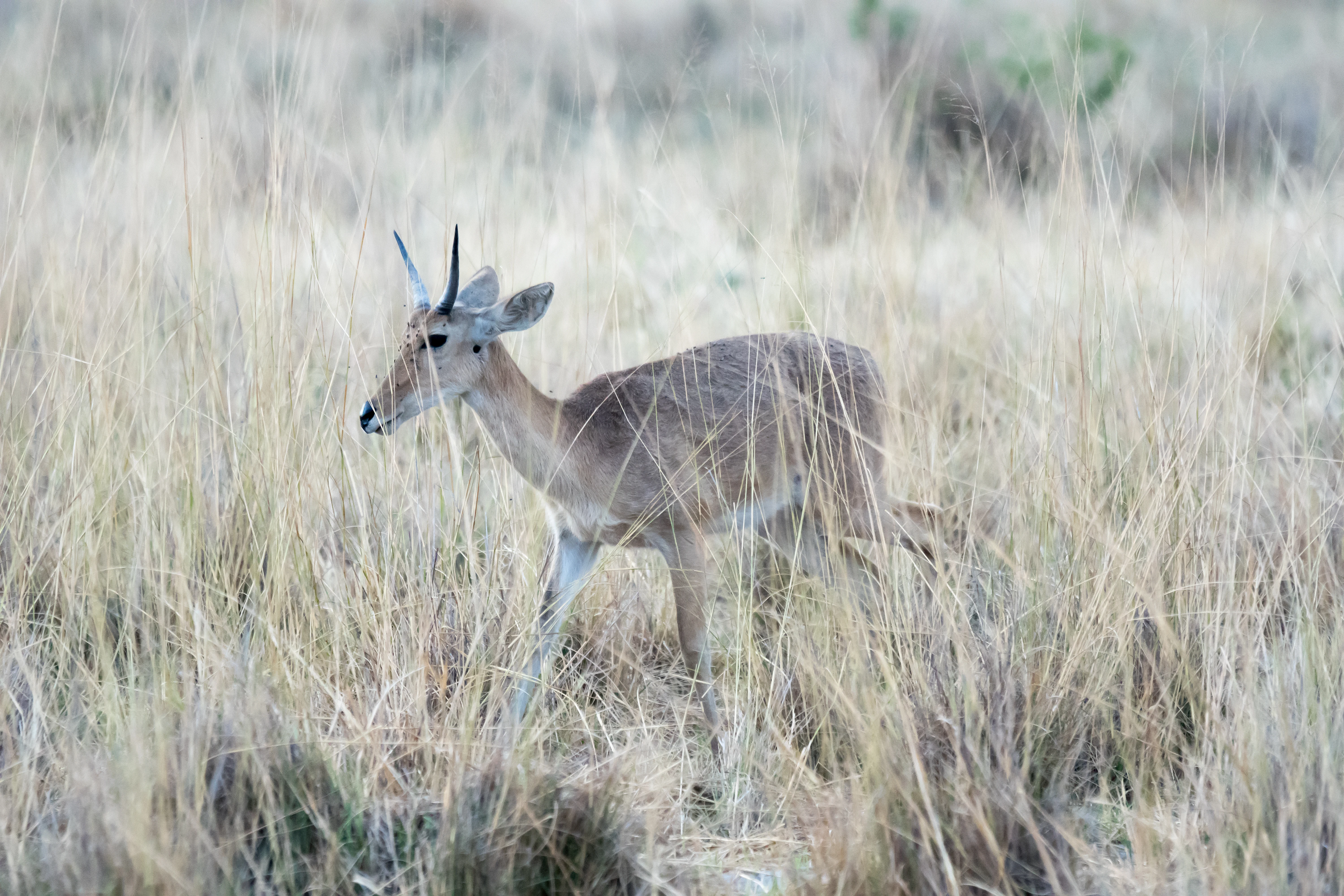Southern Reedbuck, Moremi Game Reserve, Botswana — photo by Jim Bennett
