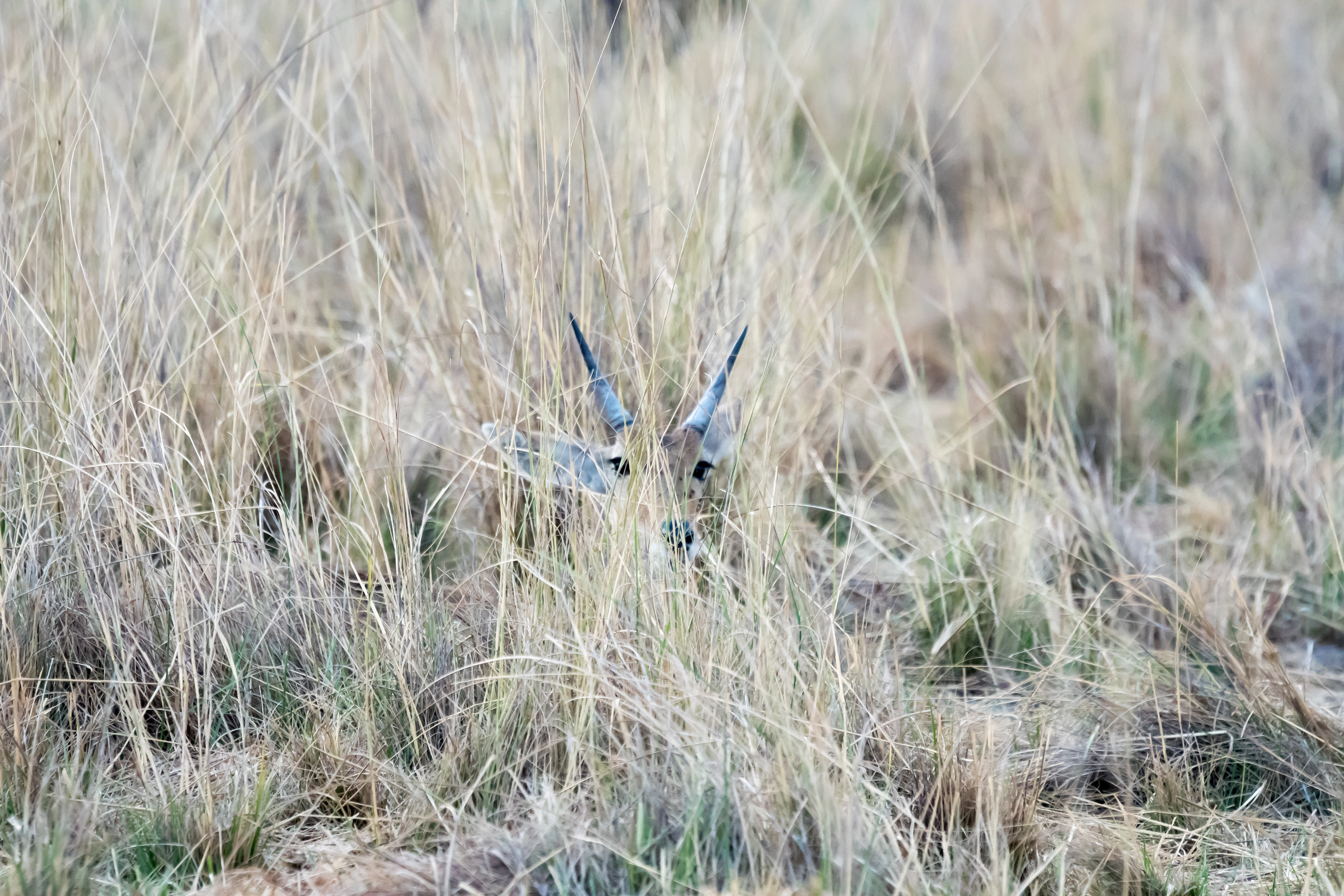 Southern Reedbuck, Moremi Game Reserve, Botswana — photo by Jim Bennett