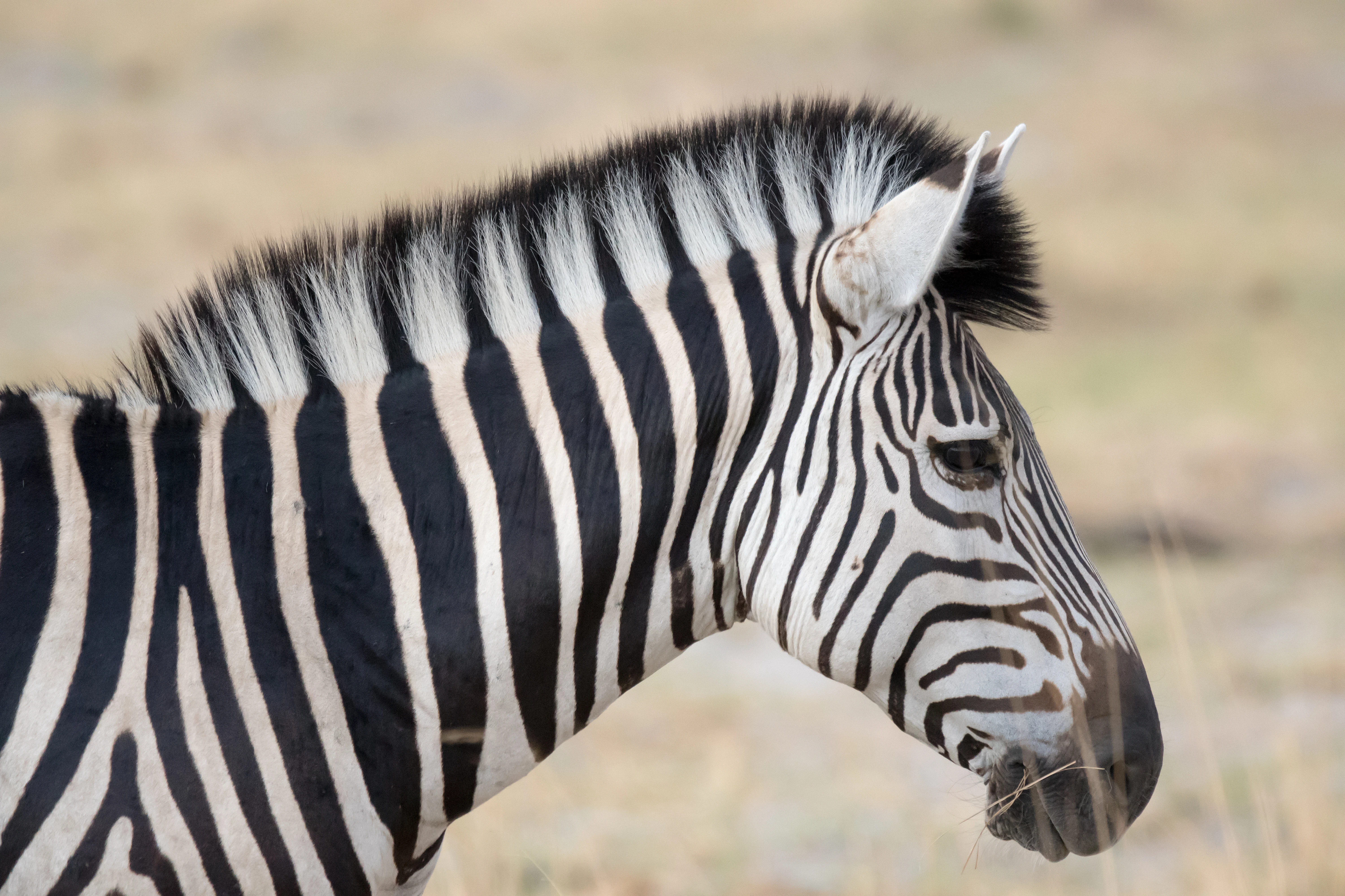 Zebra, Moremi Game Reserve, Botswana — photo by Jim Bennett