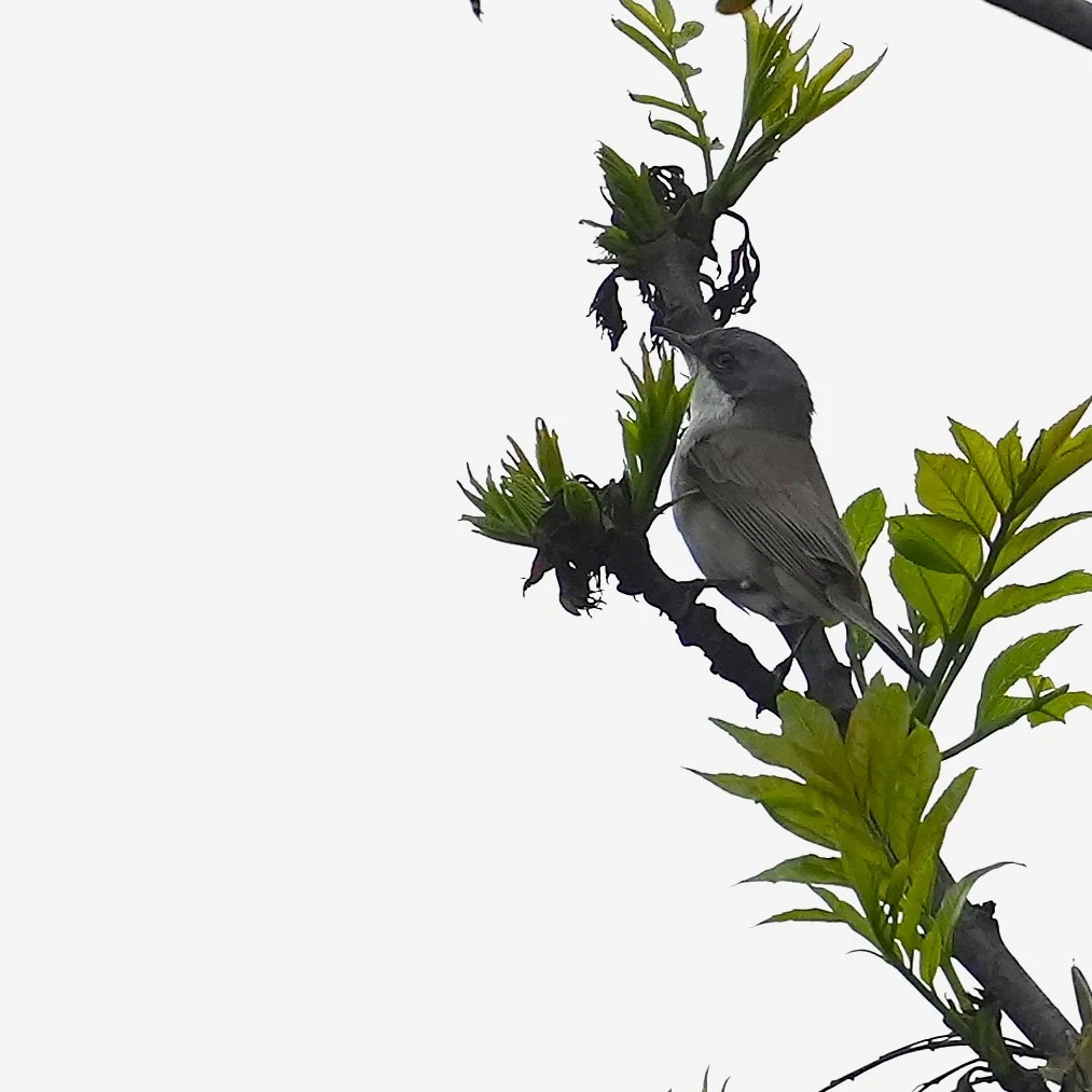 Lesser Whitethroat, Bran, Transylvania, Romania — photo by Jim Bennett