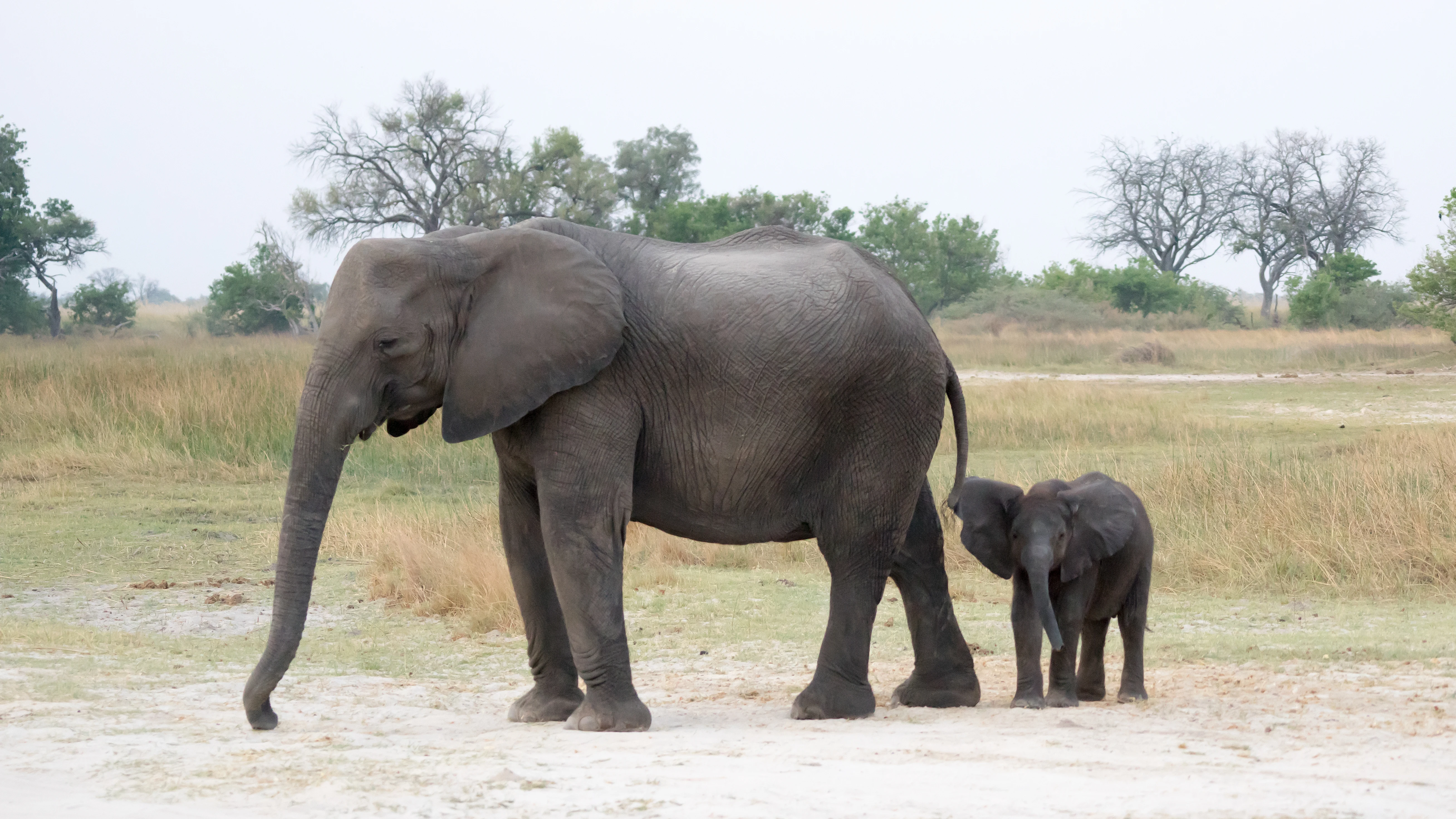 Elephants, Moremi Game Reserve, Botswana — photo by Jim Bennett