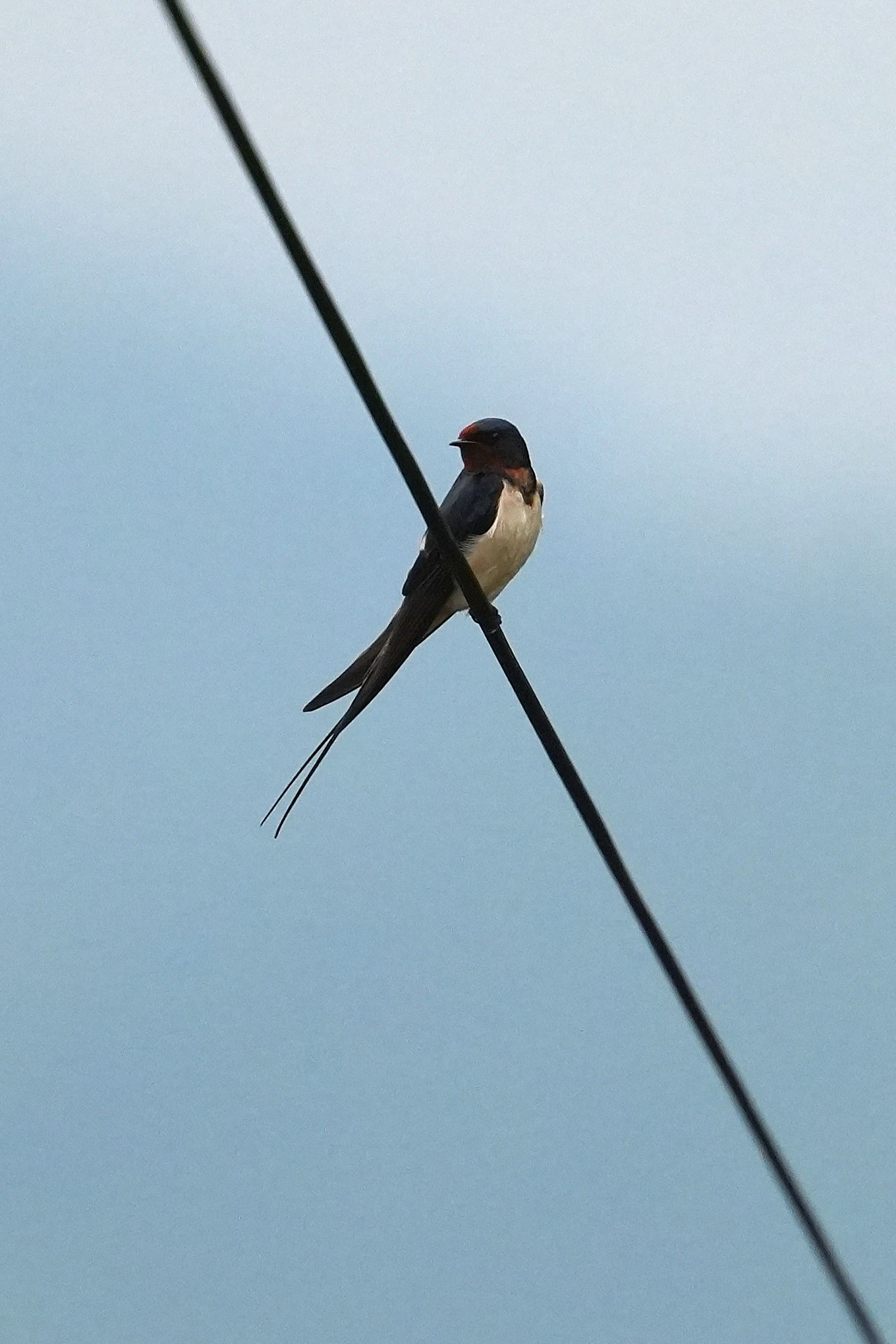 Swallow, Bran, Transylvania, Romania — photo by Jim Bennett