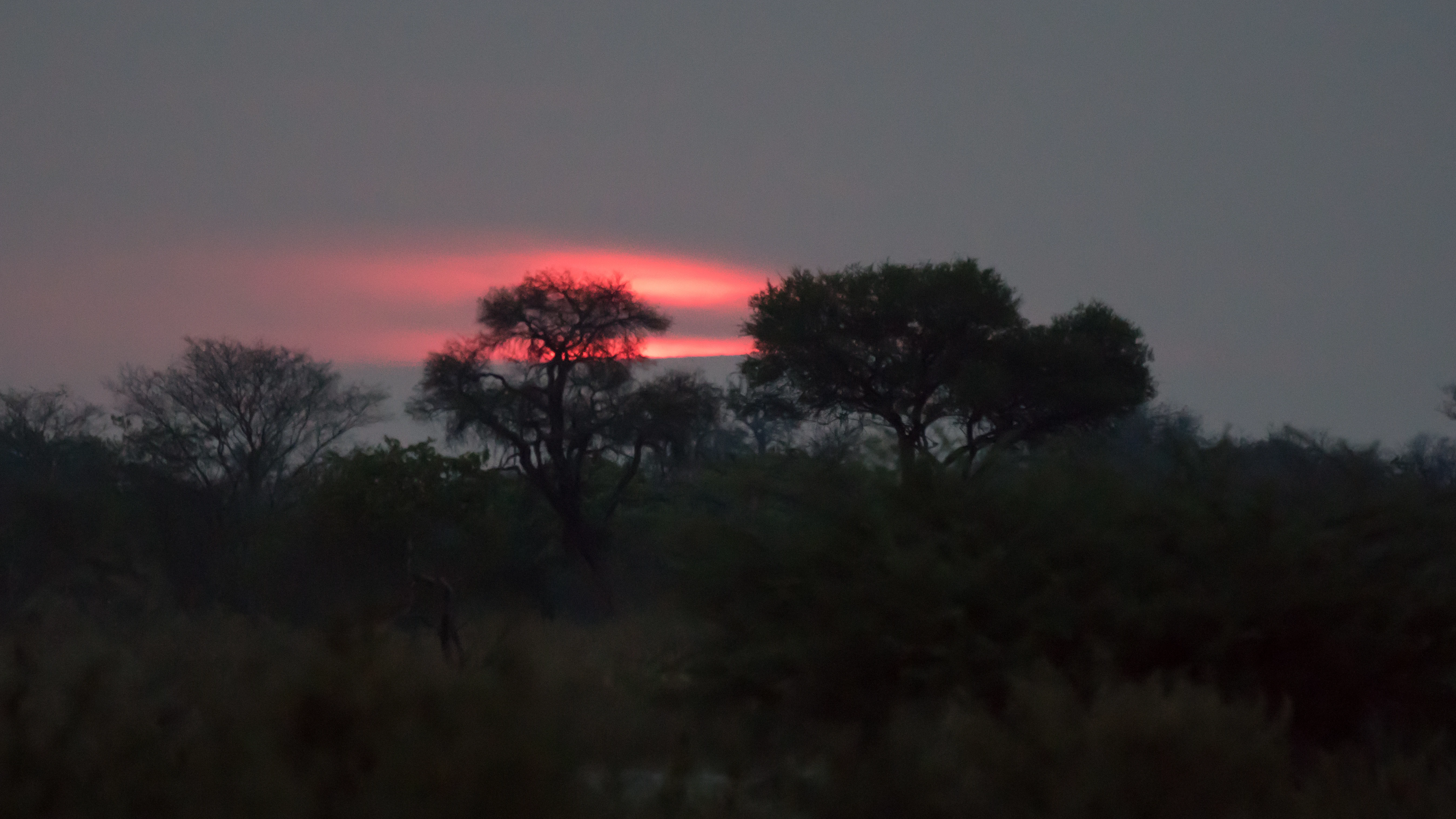 Sunset, Moremi Game Reserve, Botswana — photo by Jim Bennett
