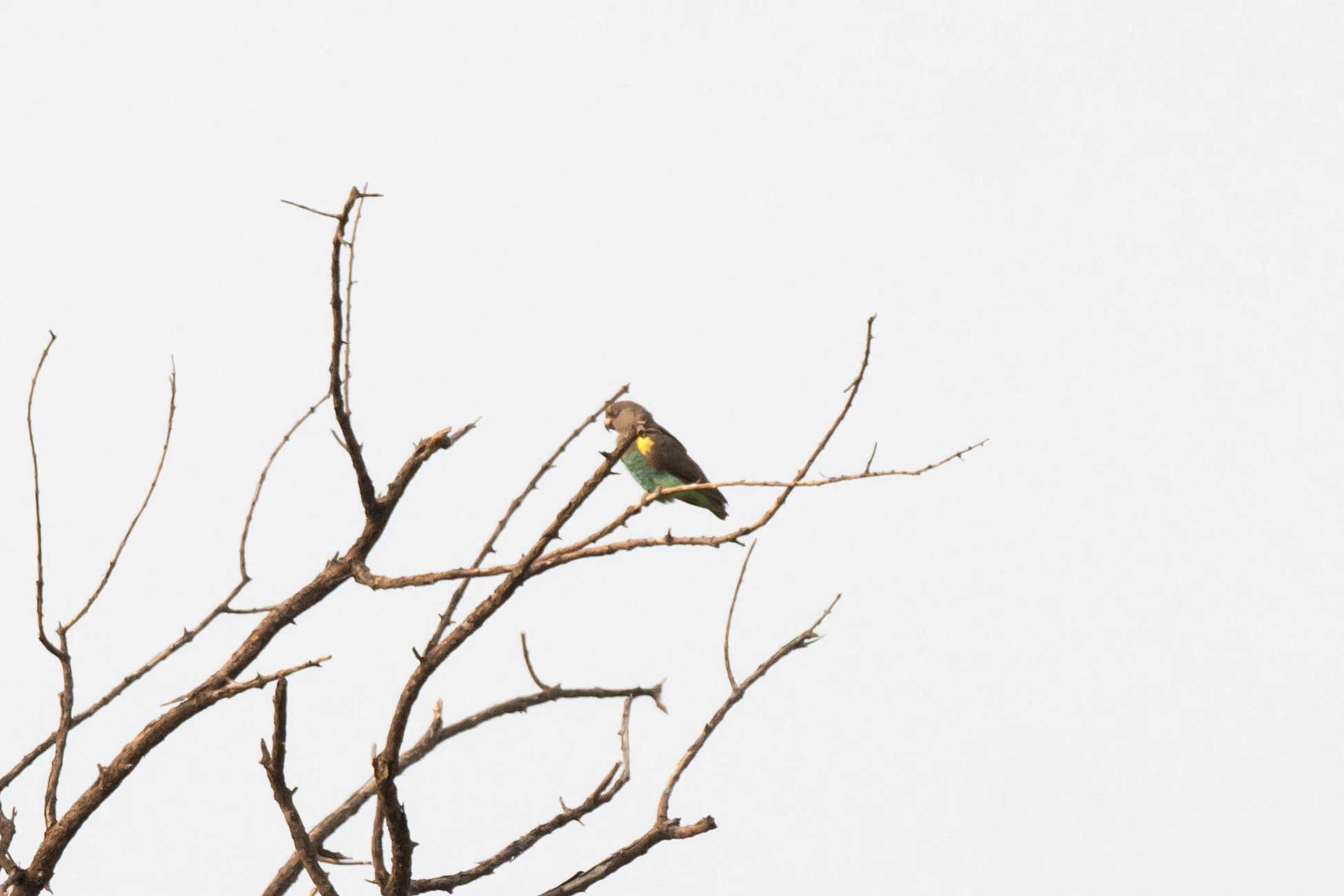 Meyer's Parrot, Moremi Game Reserve, Botswana — photo by Jim Bennett