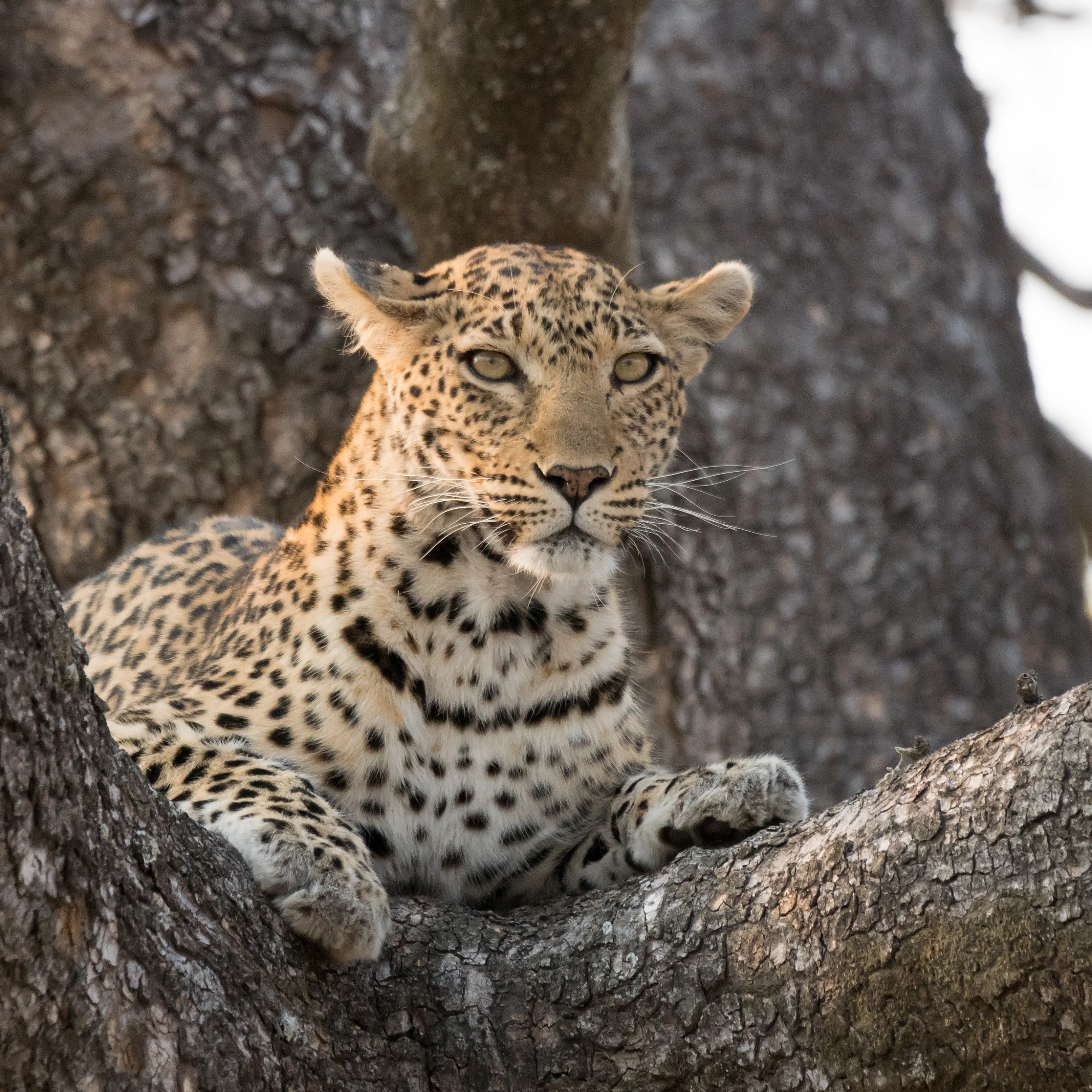 Leopard, Moremi Game Reserve, Botswana — photo by Jim Bennett