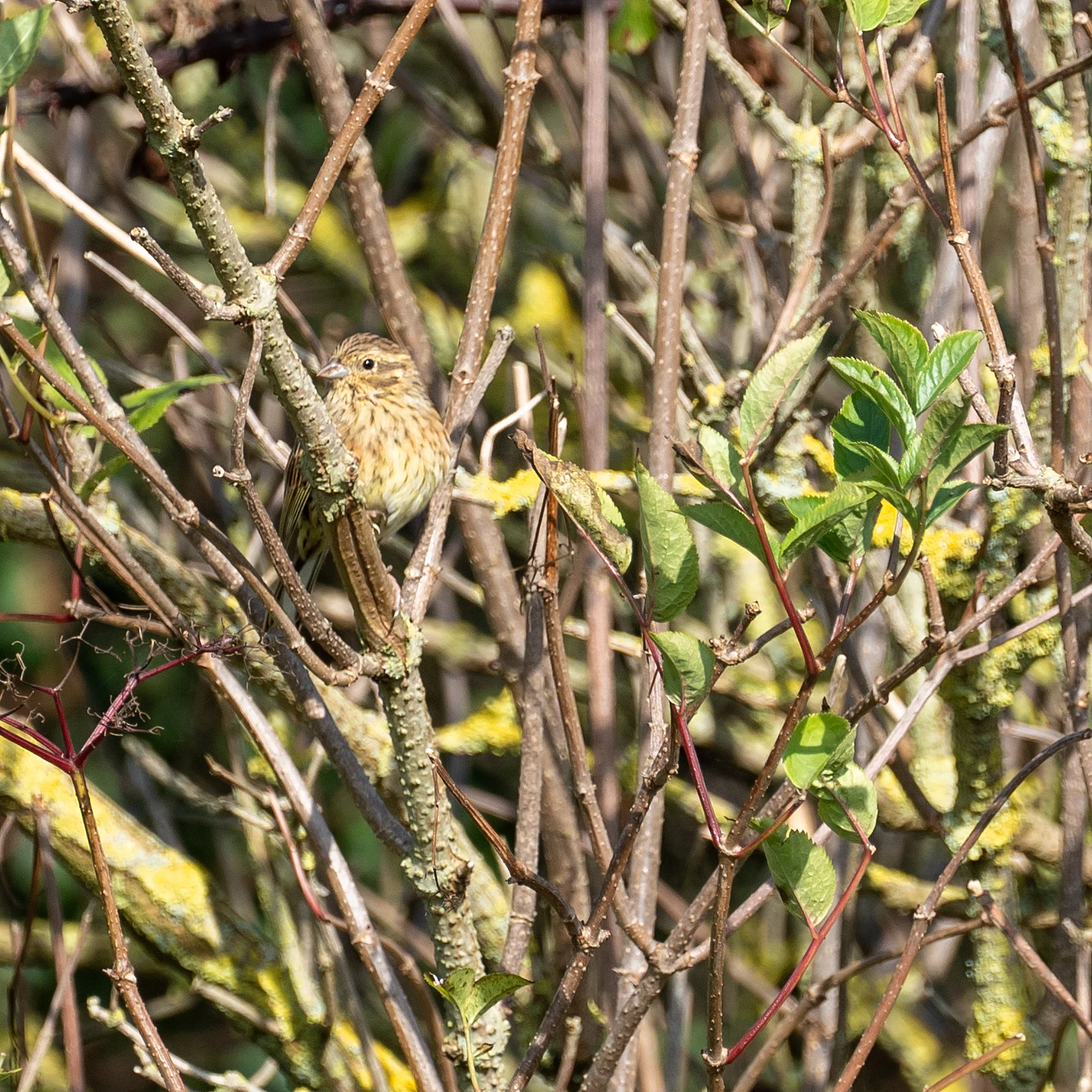Cirl Bunting, RSPB Labrador Bay, Devon, UK — photo by Jim Bennett