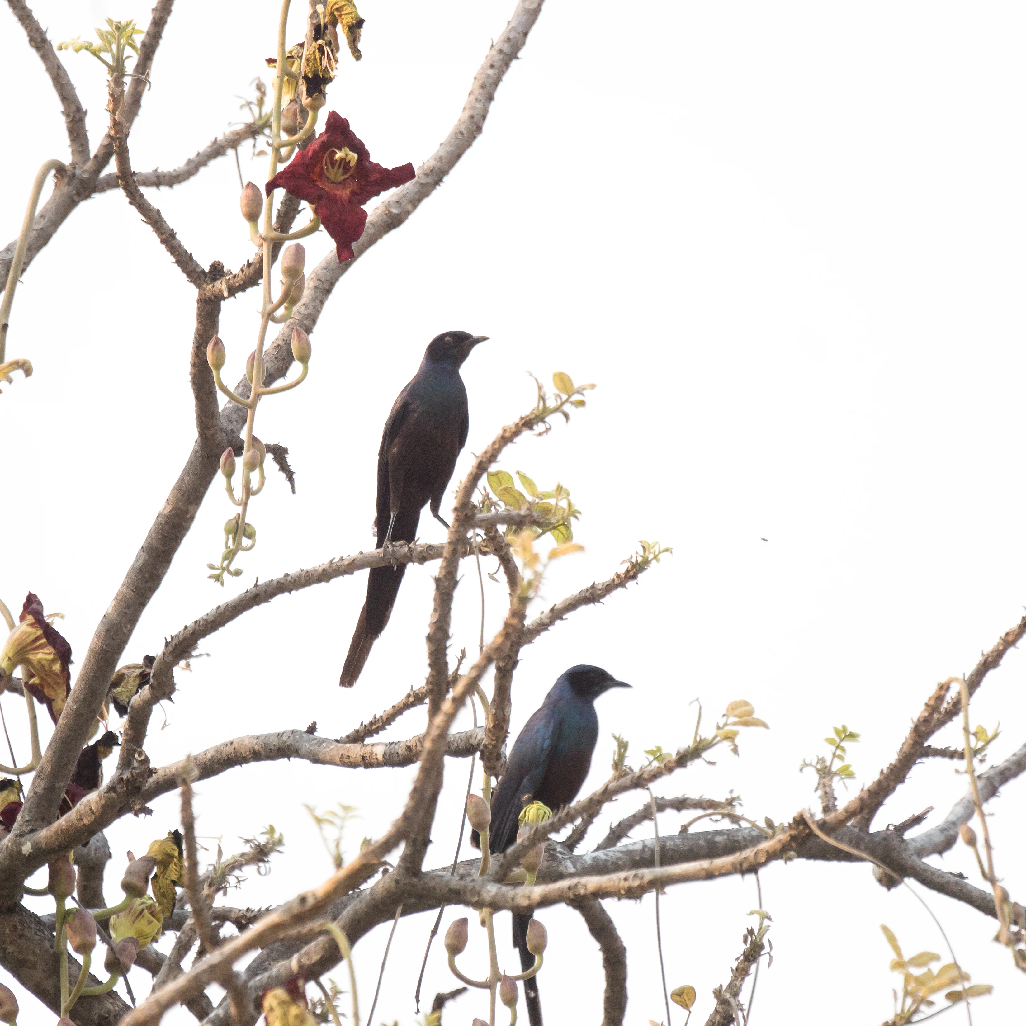 Meve's Starlings, Moremi Game Reserve, Botswana — photo by Jim Bennett