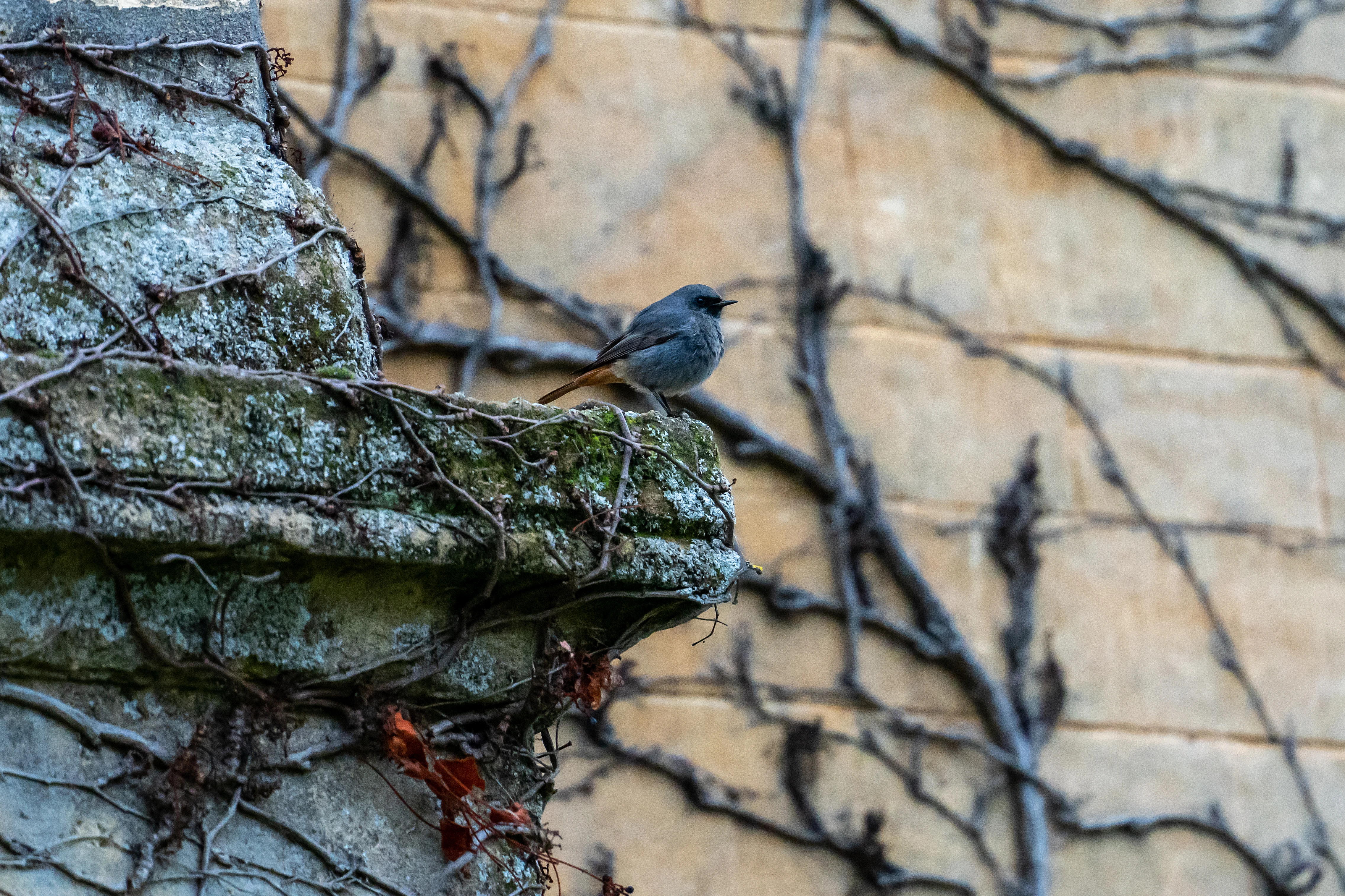 Black Redstart, Oxford, Oxfordshire, UK — photo by Jim Bennett