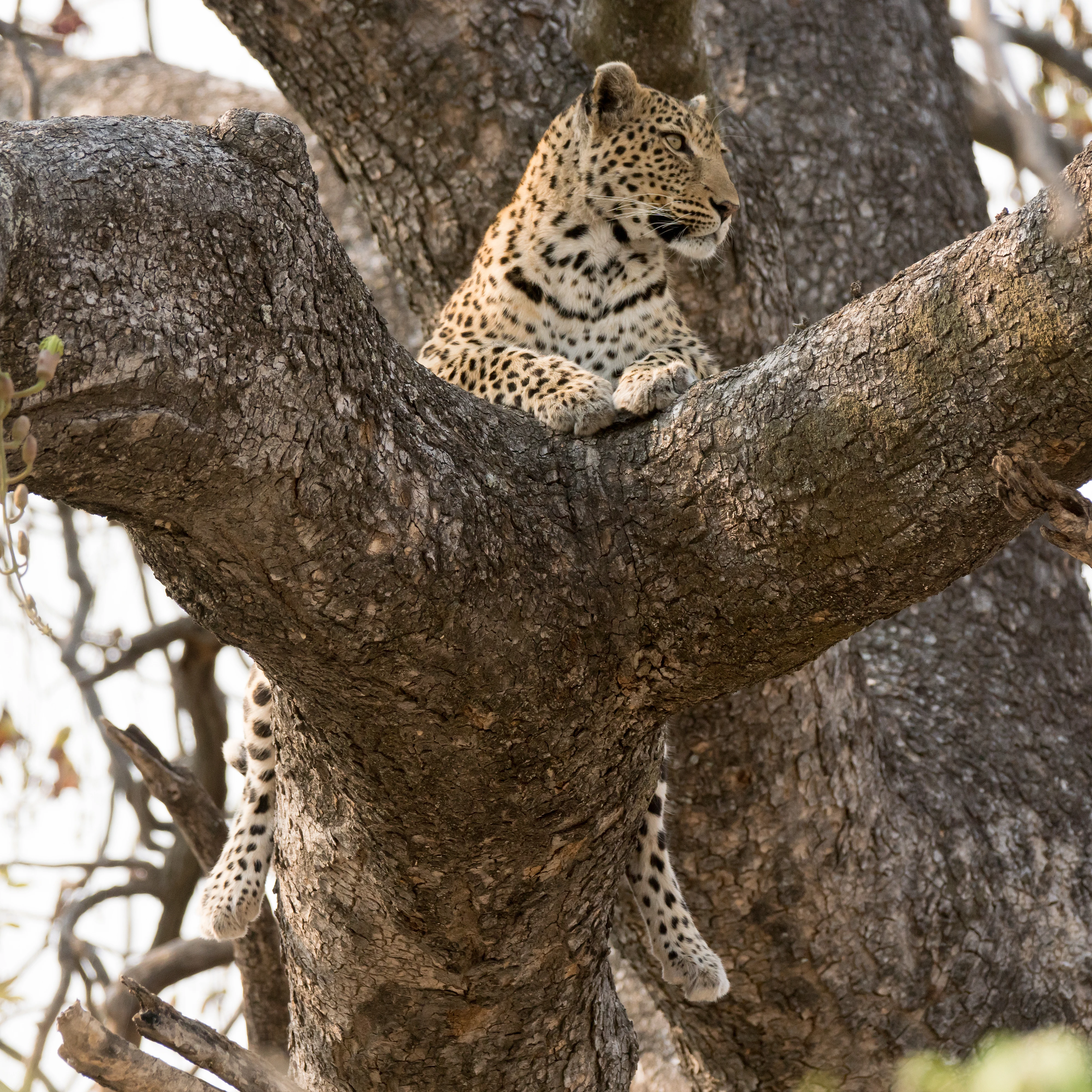Leopard, Moremi Game Reserve, Botswana — photo by Jim Bennett