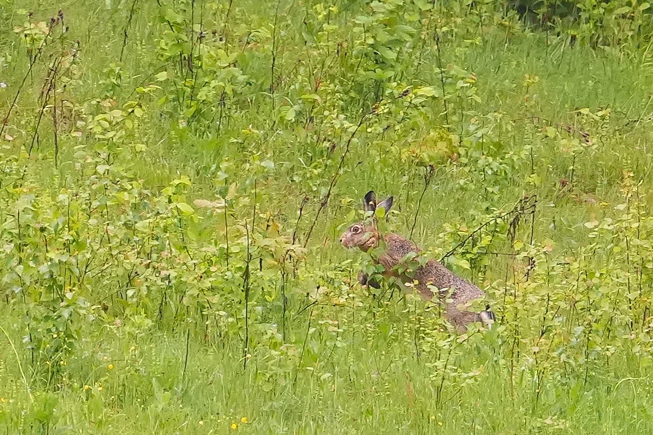 Hare, Strambei Valley, Transylvania, Romania — photo by Jim Bennett