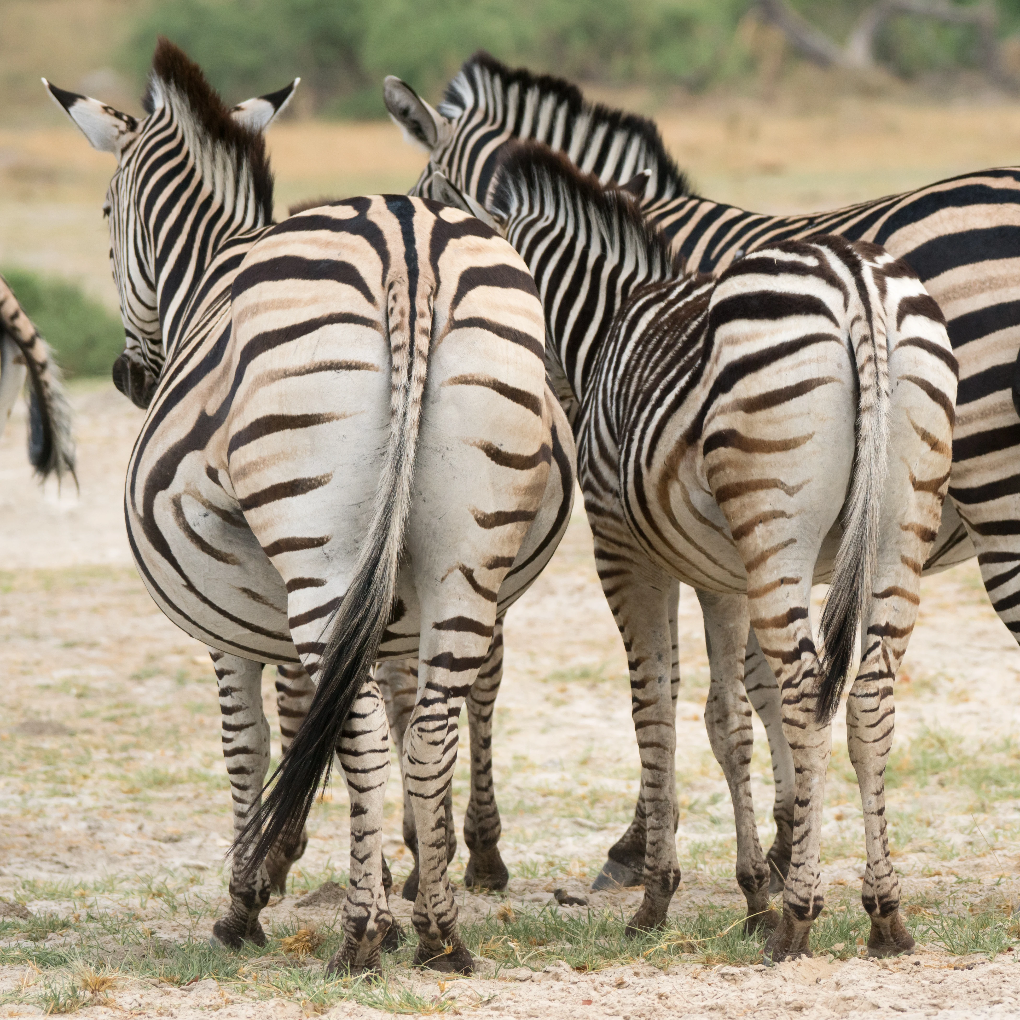 pregnant Zebra, Moremi Game Reserve, Botswana — photo by Jim Bennett