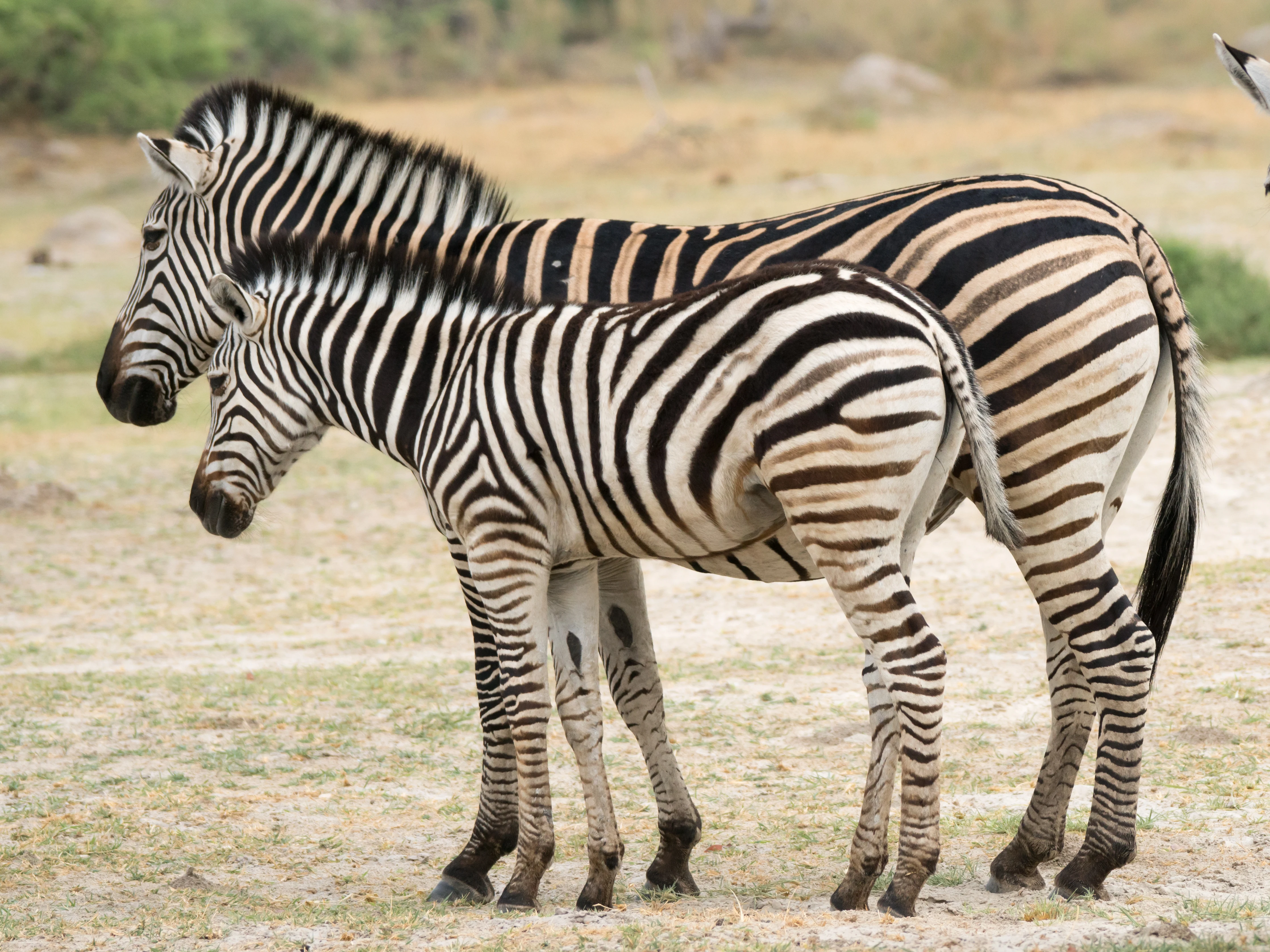 Zebra & foal, Moremi Game Reserve, Botswana — photo by Jim Bennett