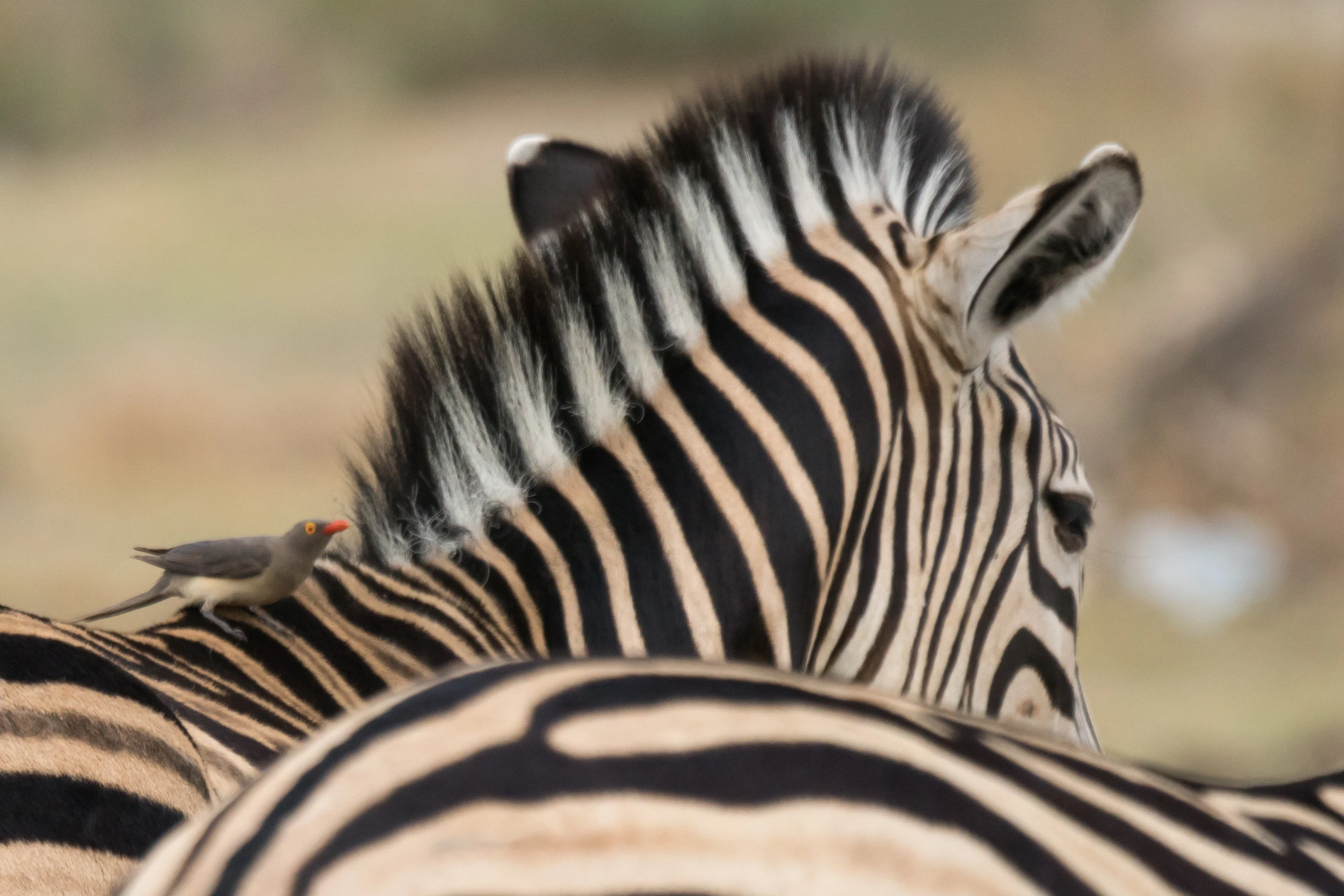 Red-billed Oxpecker and Zebra, Moremi Game Reserve, Botswana — photo by Jim Bennett